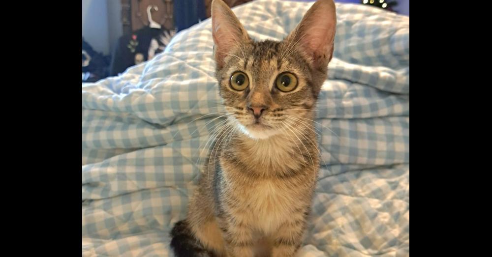Enlarge Chiquita, a Adoptable mixed breed in Groveland, MA image 2/5