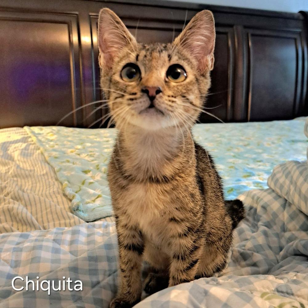 Enlarge Chiquita, a Adoptable mixed breed in Groveland, MA image 3/5