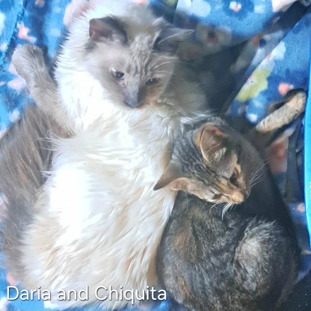 Enlarge Chiquita, a Adoptable mixed breed in Groveland, MA image 4/5