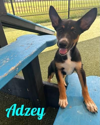 Adzey, Adopted, Puppy Male German Shepherd Dog & Husky.