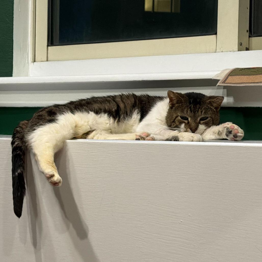 Ari, a Adoptable Domestic Short Hair in Brooklyn, NY image 2/3