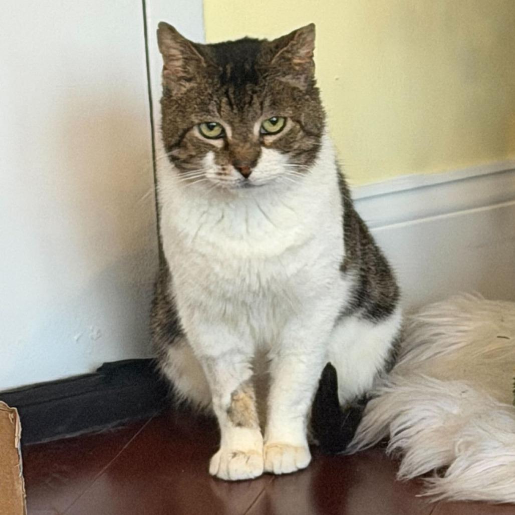 Ari, a Adoptable Domestic Short Hair in Brooklyn, NY image 3/3