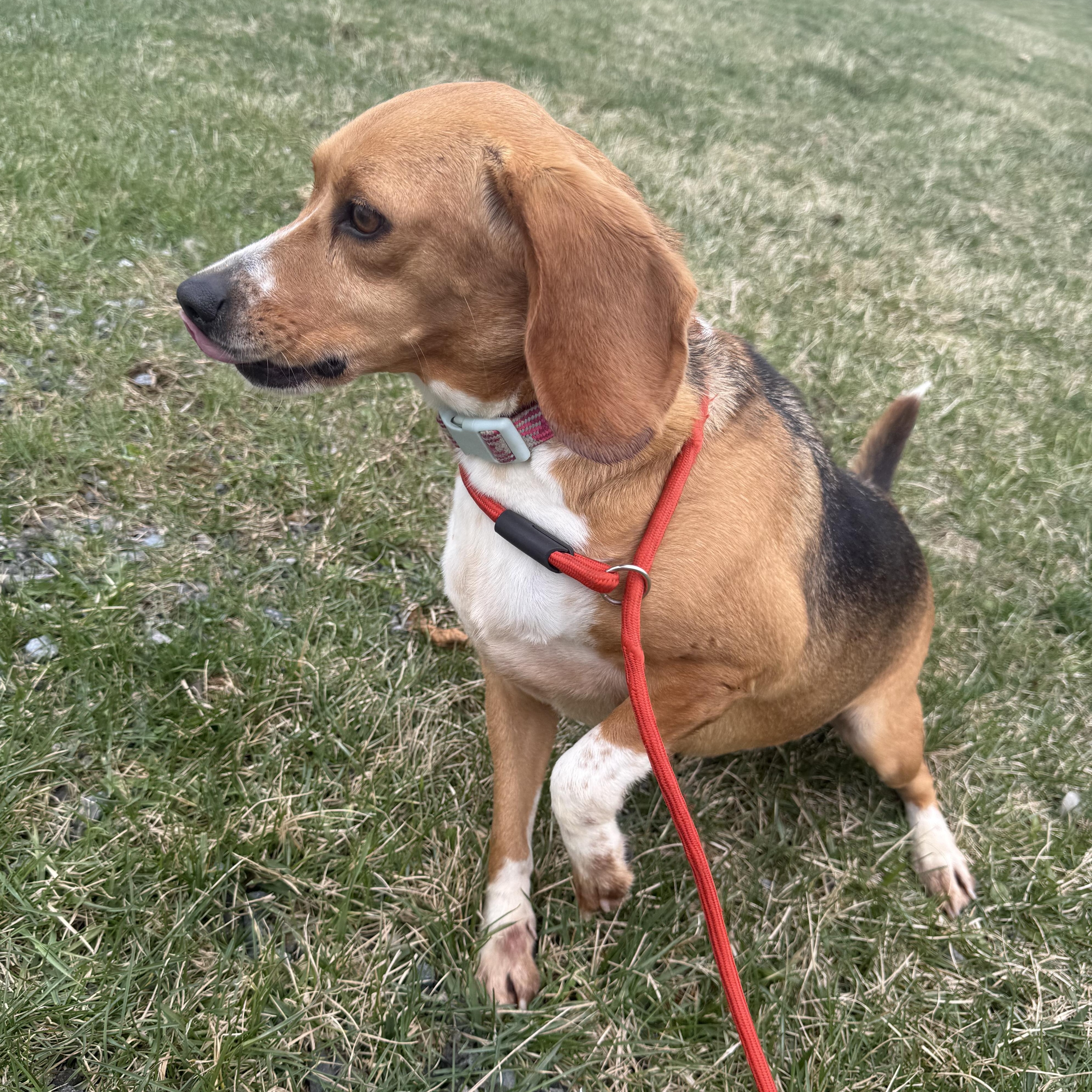 Enlarge Mollie, an adopted Beagle in Stoughton, MA image 4/5