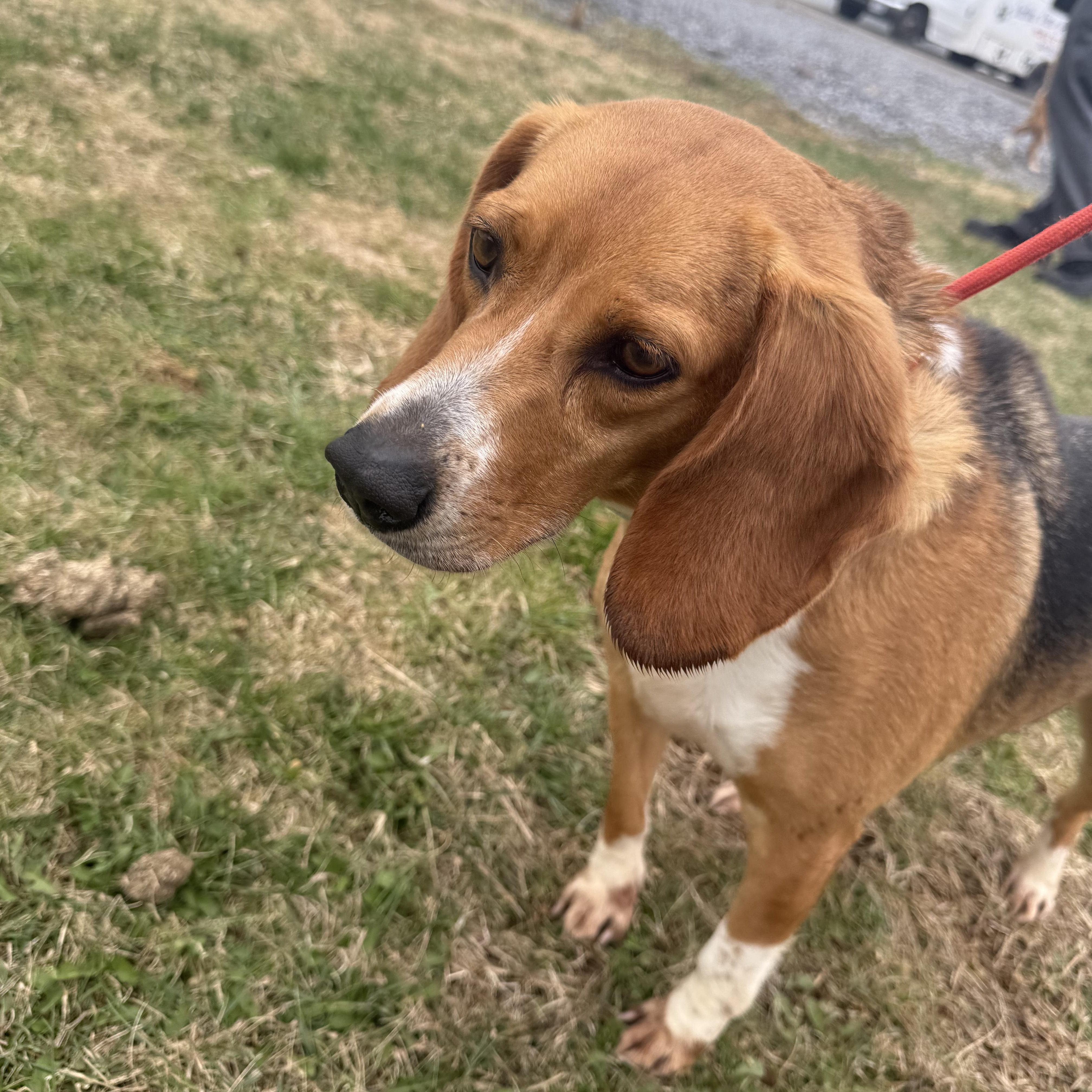 Mollie, adopted, Young Female Beagle.