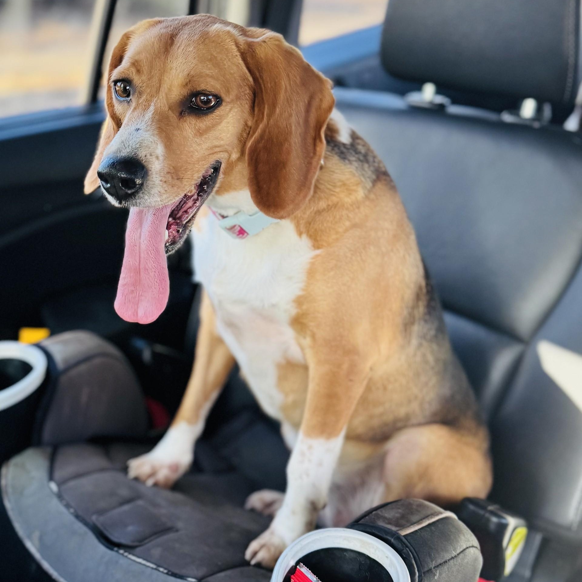 Enlarge Mollie, an adopted Beagle in Stoughton, MA image 5/5