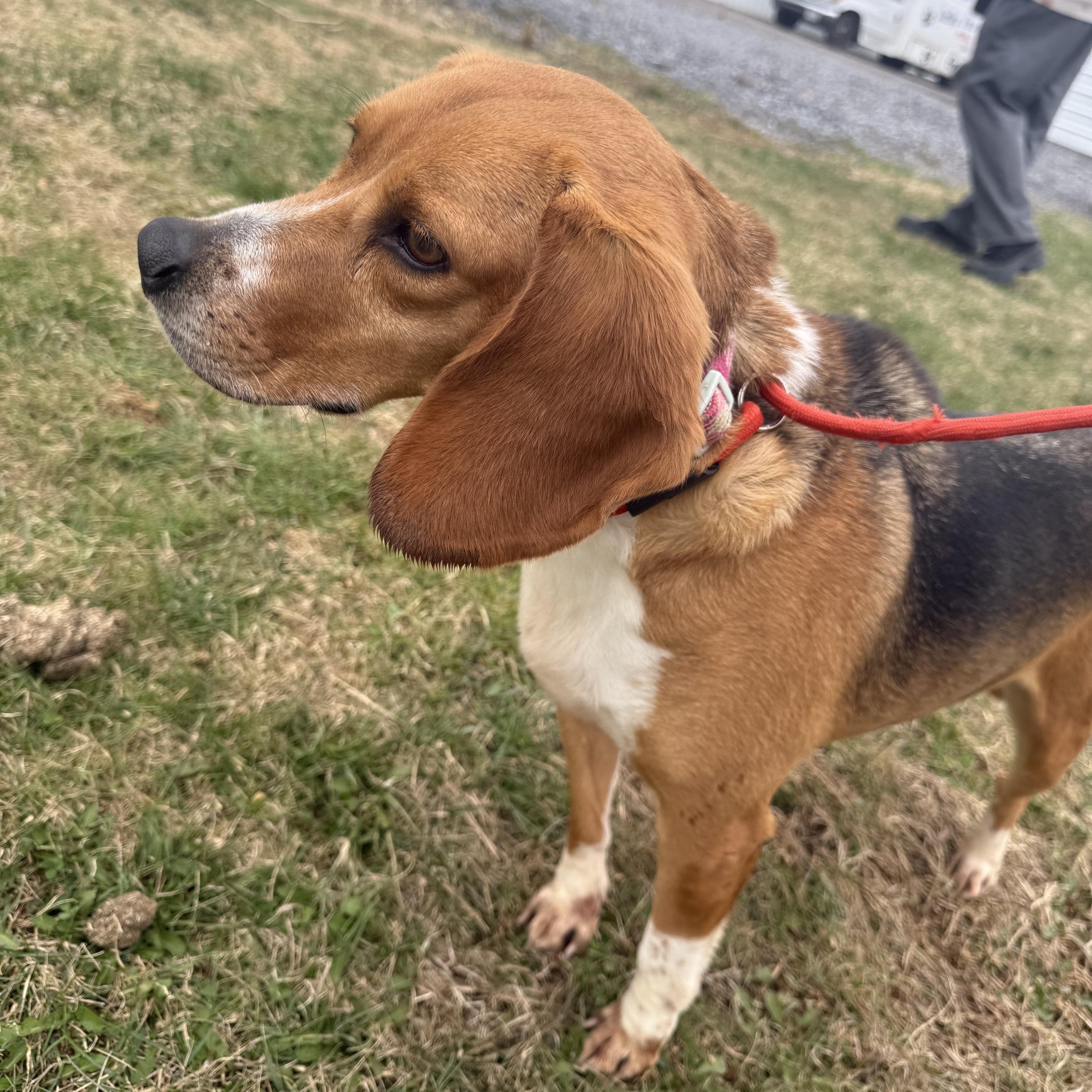 Enlarge Mollie, an adopted Beagle in Stoughton, MA image 3/5