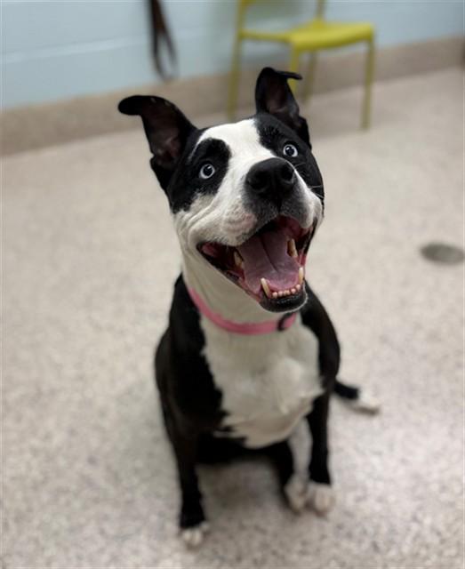BABE, Adoptable, Adult Female Pit Bull Terrier.