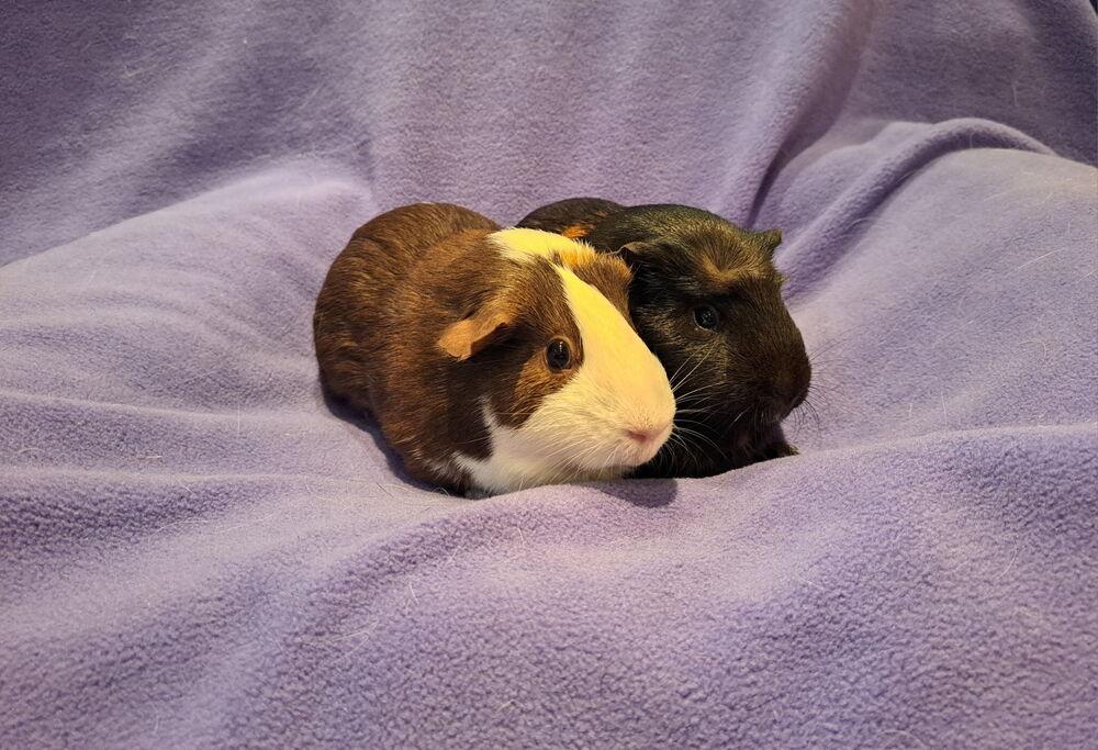 Minnie and Mollie, a Adoptable mixed breed in South Bend, IN image 2/5
