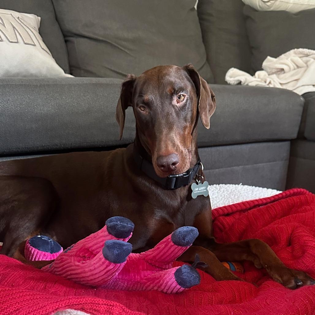 Priscilla, a Adoptable Doberman Pinscher in Pacifica, CA image 1/6