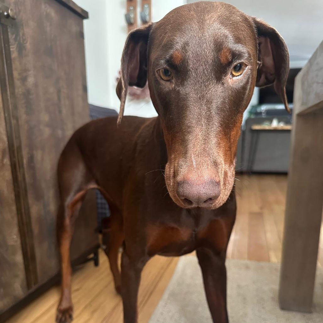 Priscilla, a Adoptable Doberman Pinscher in Pacifica, CA image 2/6