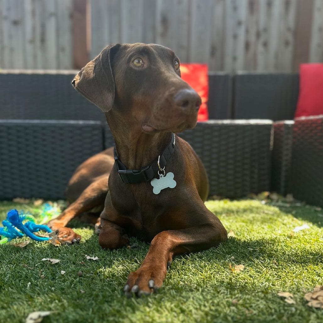 Priscilla, a Adoptable Doberman Pinscher in Pacifica, CA image 3/6