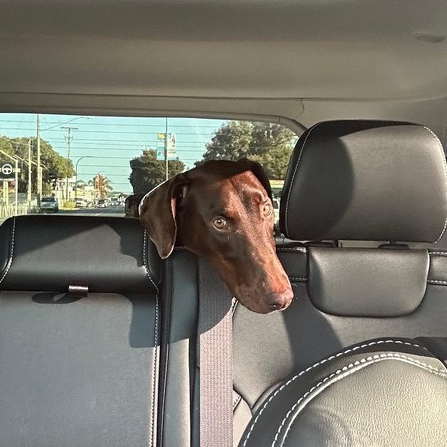 Enlarge Priscilla, a Adoptable Doberman Pinscher in Pacifica, CA image 2/6