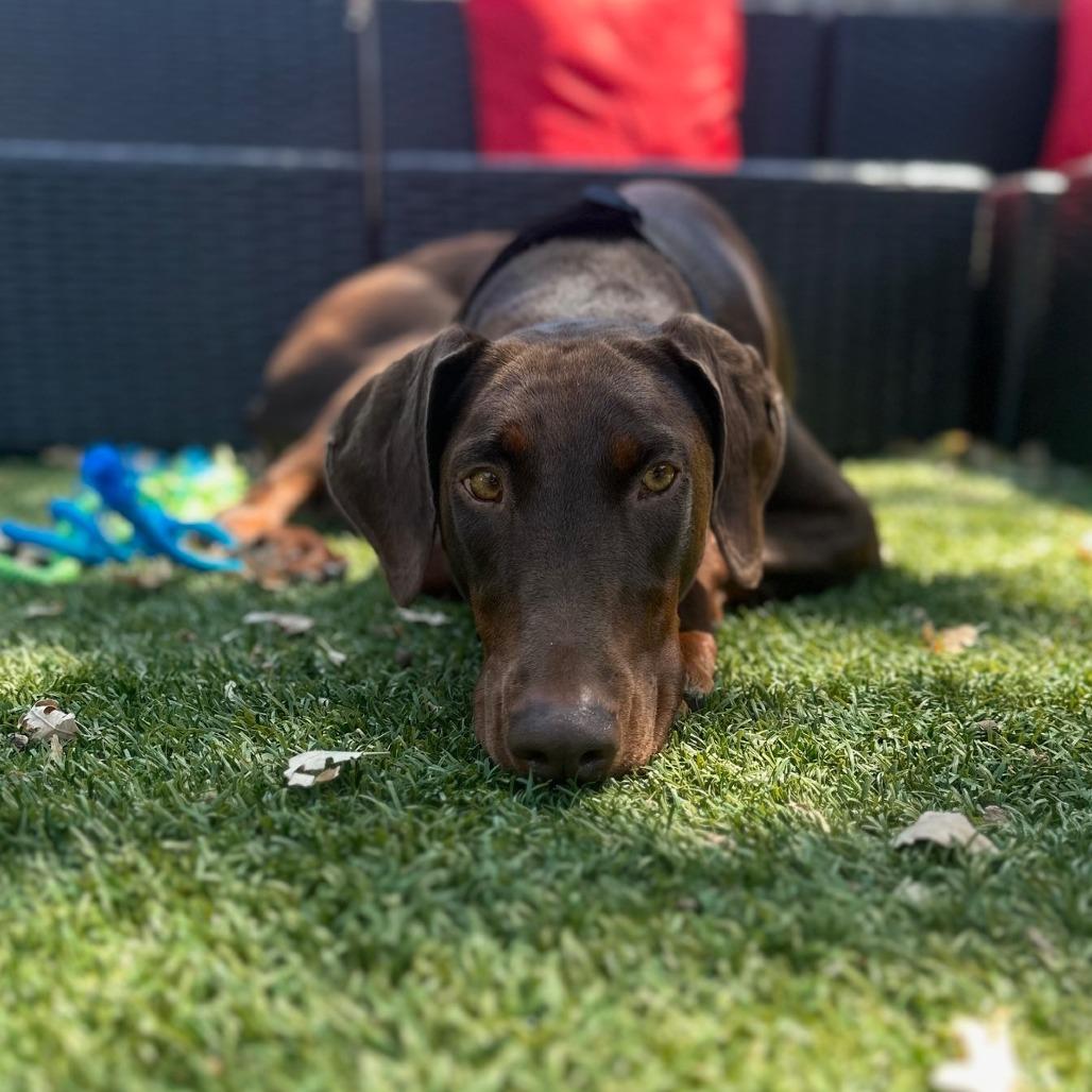 Priscilla, a Adoptable Doberman Pinscher in Pacifica, CA image 5/6