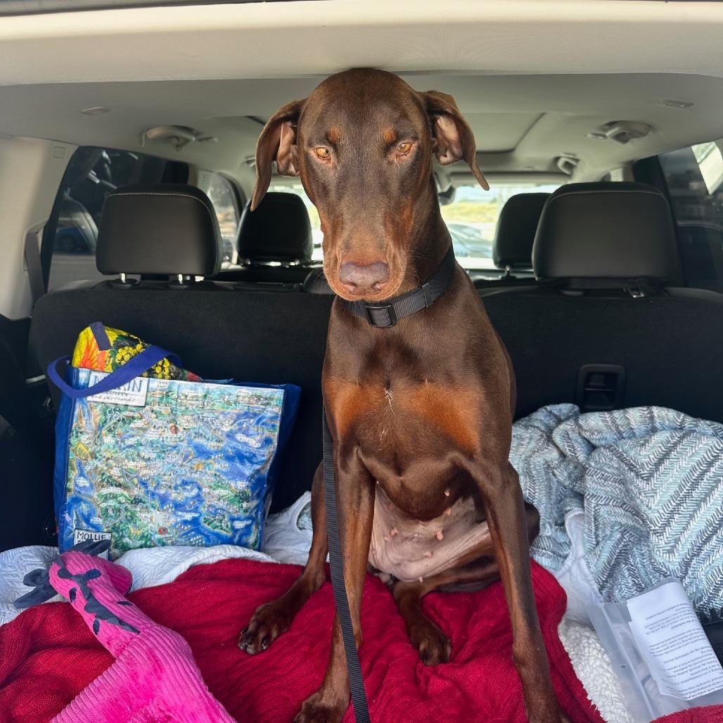 Enlarge Priscilla, a Adoptable Doberman Pinscher in Pacifica, CA image 5/6