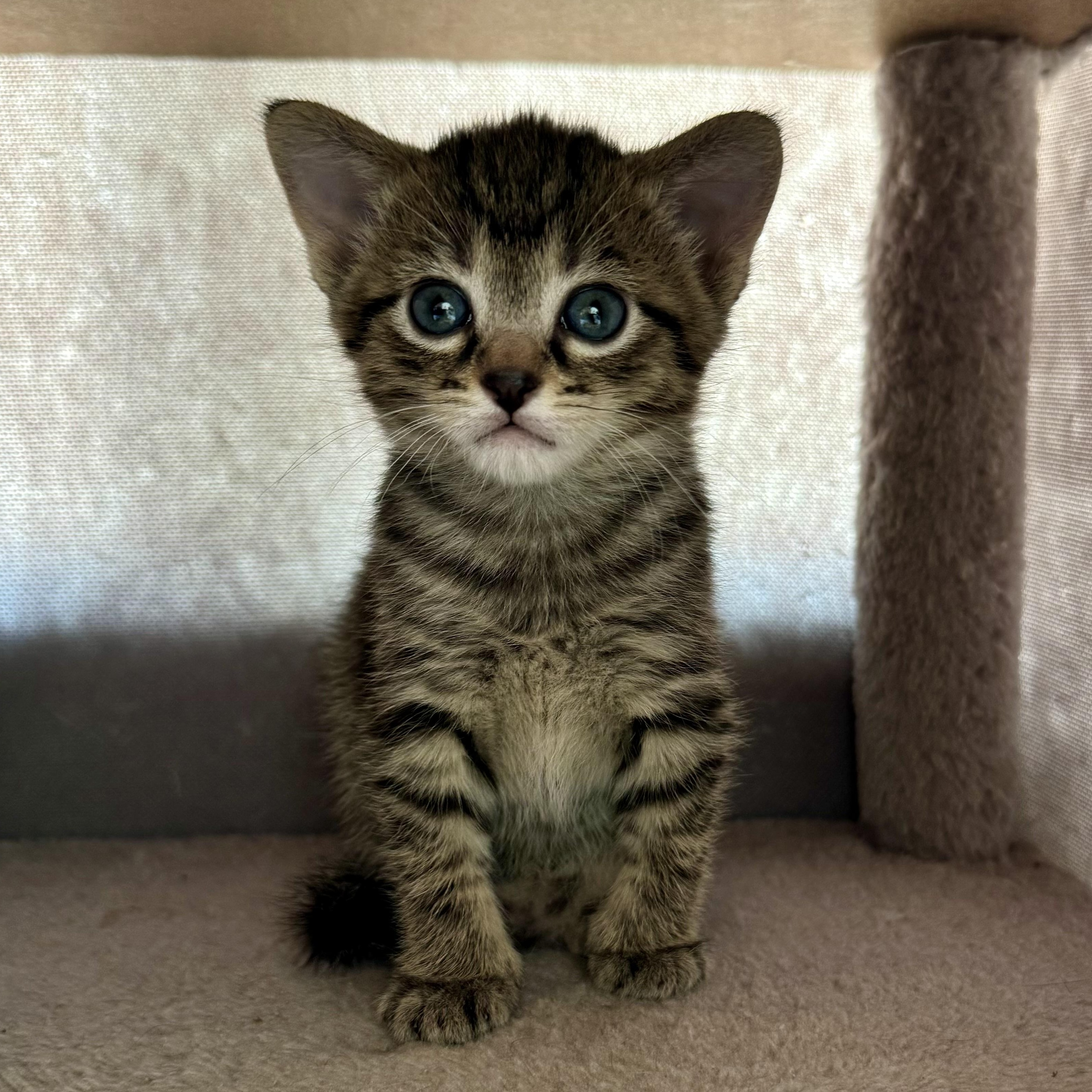 Mrs Potts, a ADOPTABLE Domestic Short Hair in Milwaukee, WI image 6/6