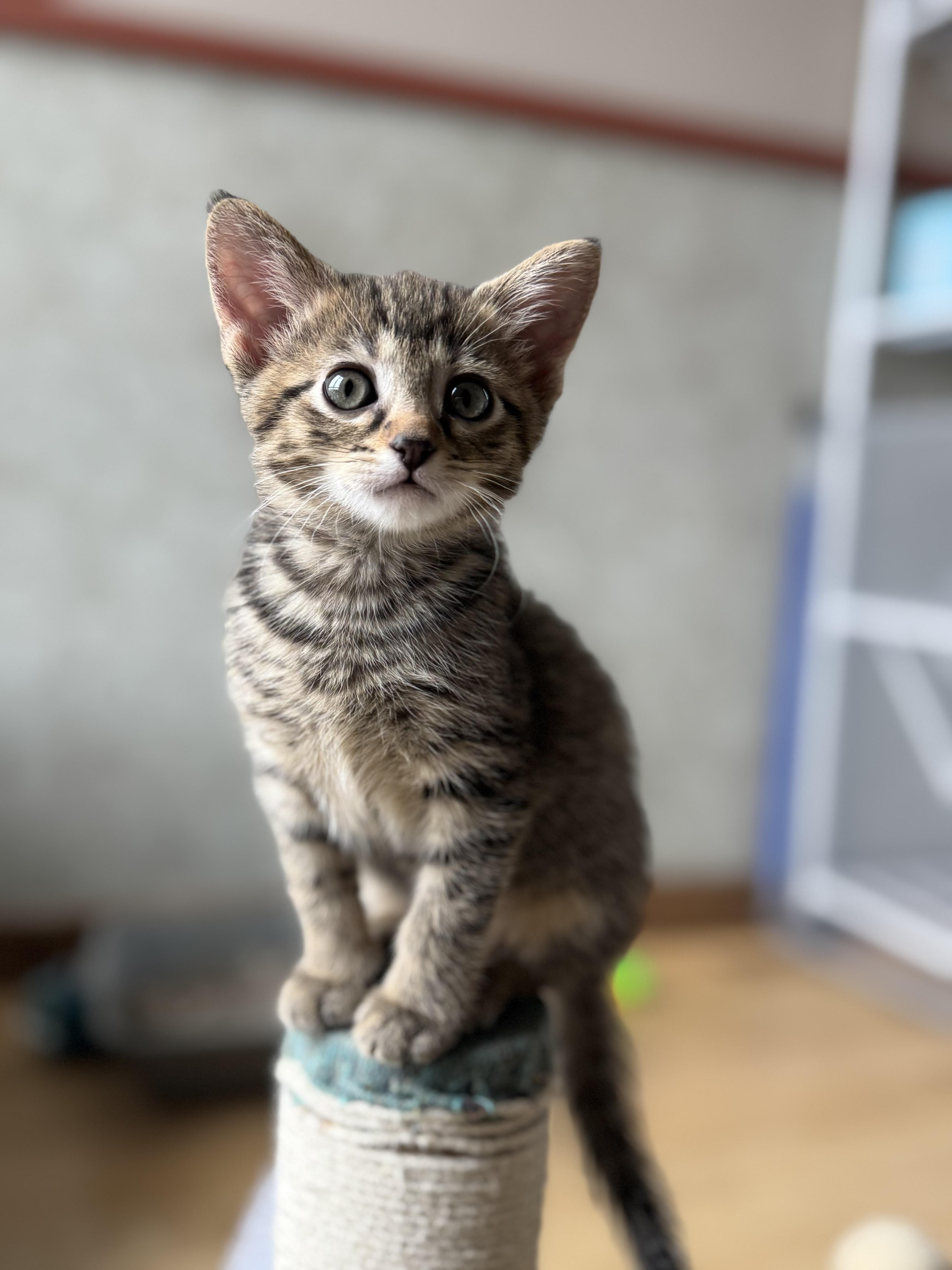 Mrs Potts, a ADOPTABLE Domestic Short Hair in Milwaukee, WI image 1/6