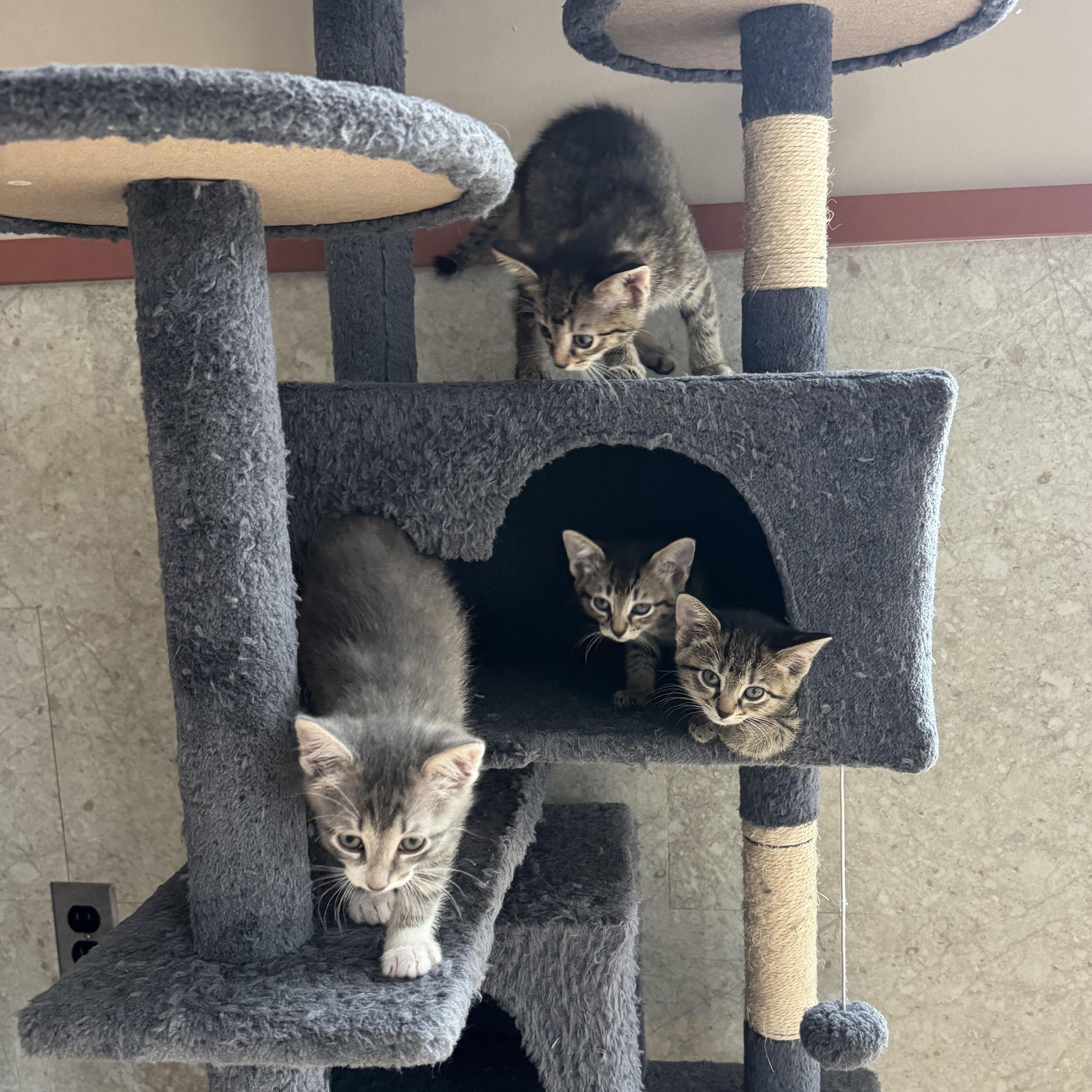 Mrs Potts, a ADOPTABLE Domestic Short Hair in Milwaukee, WI image 2/6