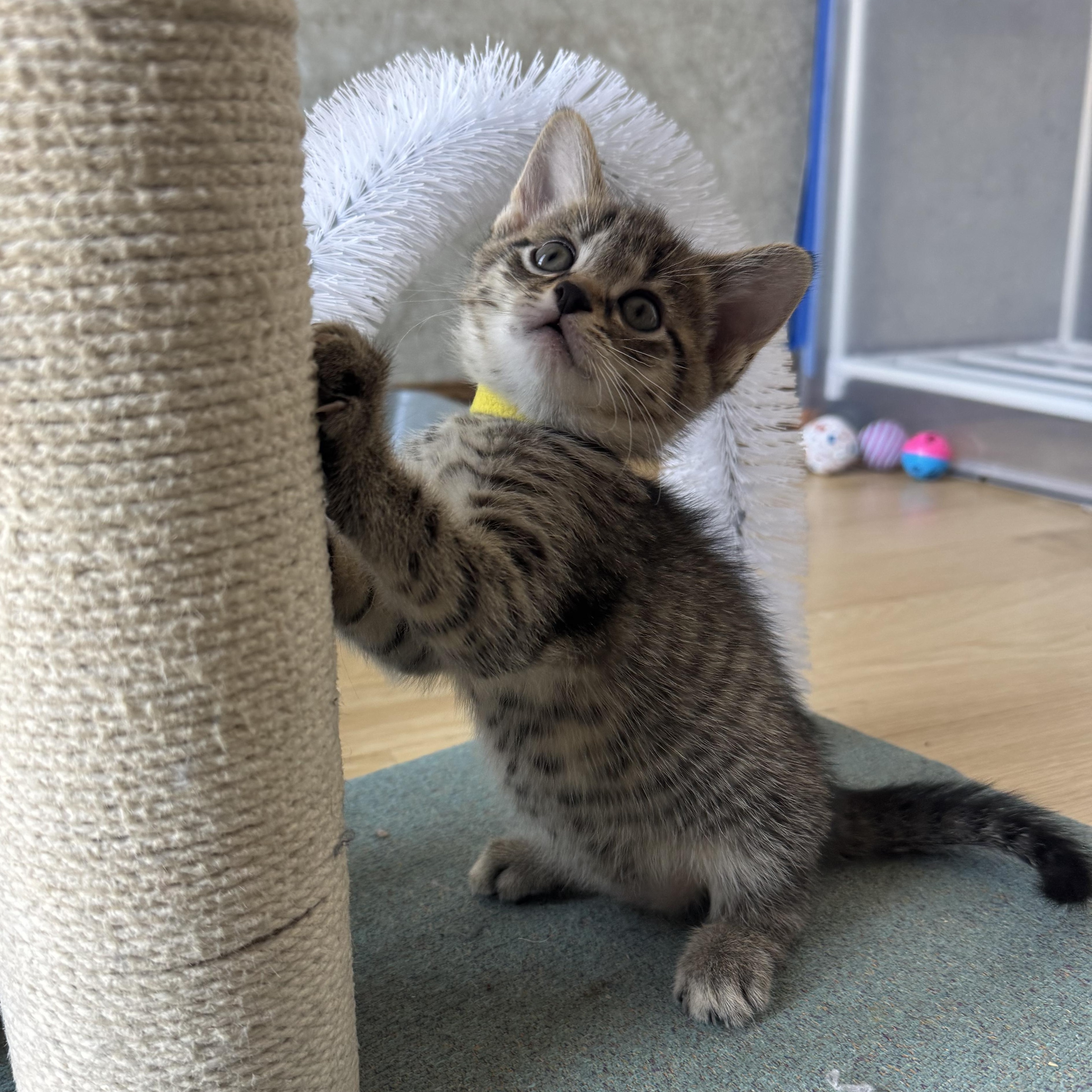 Mrs Potts, a ADOPTABLE Domestic Short Hair in Milwaukee, WI image 4/6