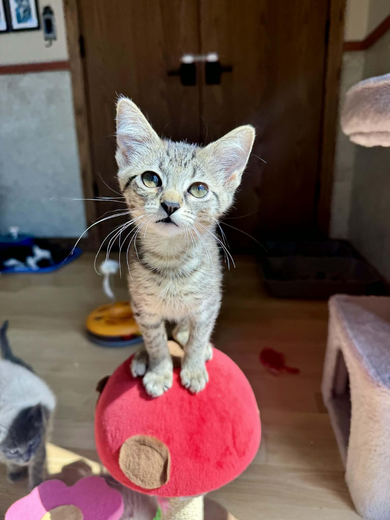 Mrs Potts, an adopted Domestic Short Hair in Milwaukee, WI image 1/6