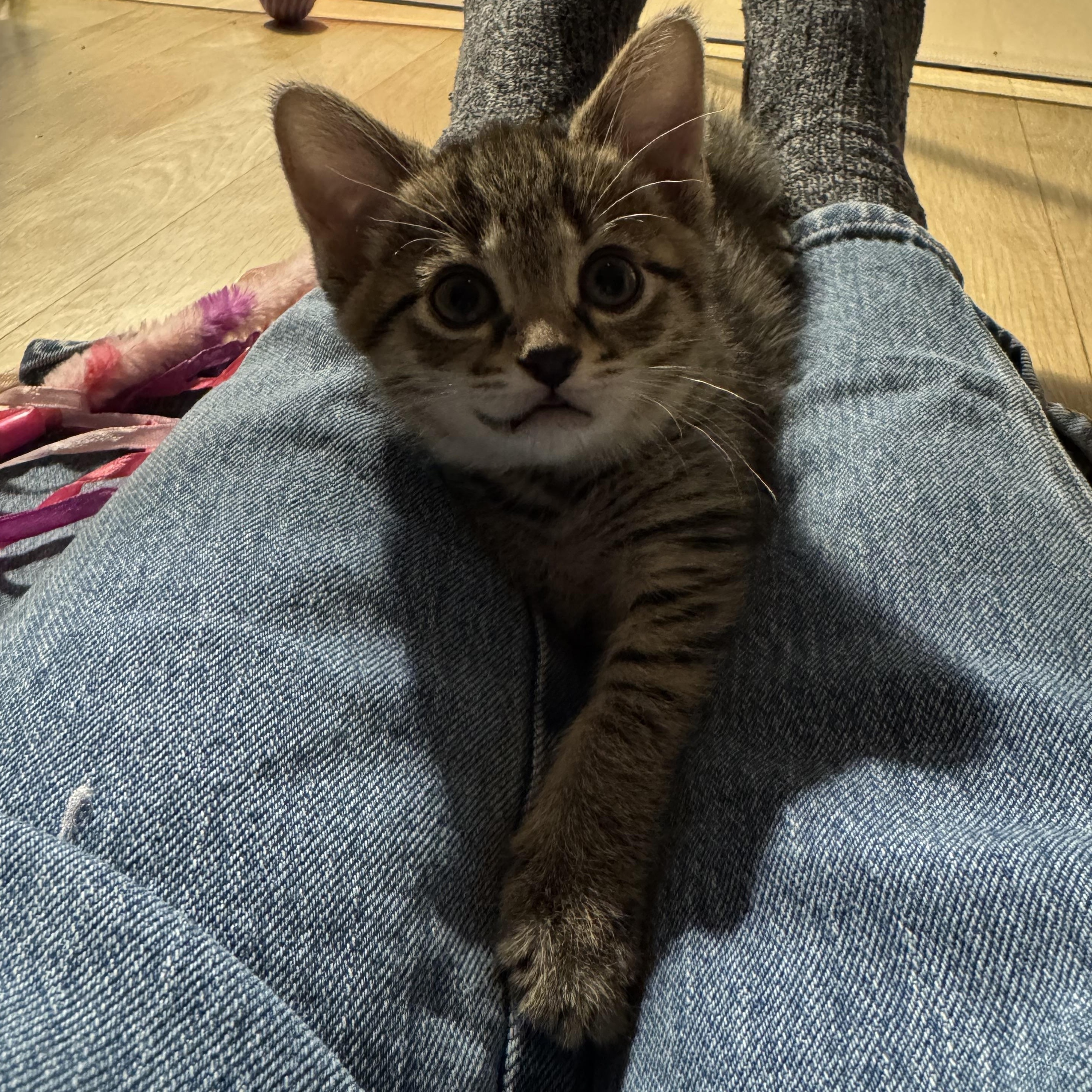 Mrs Potts, a ADOPTABLE Domestic Short Hair in Milwaukee, WI image 3/6