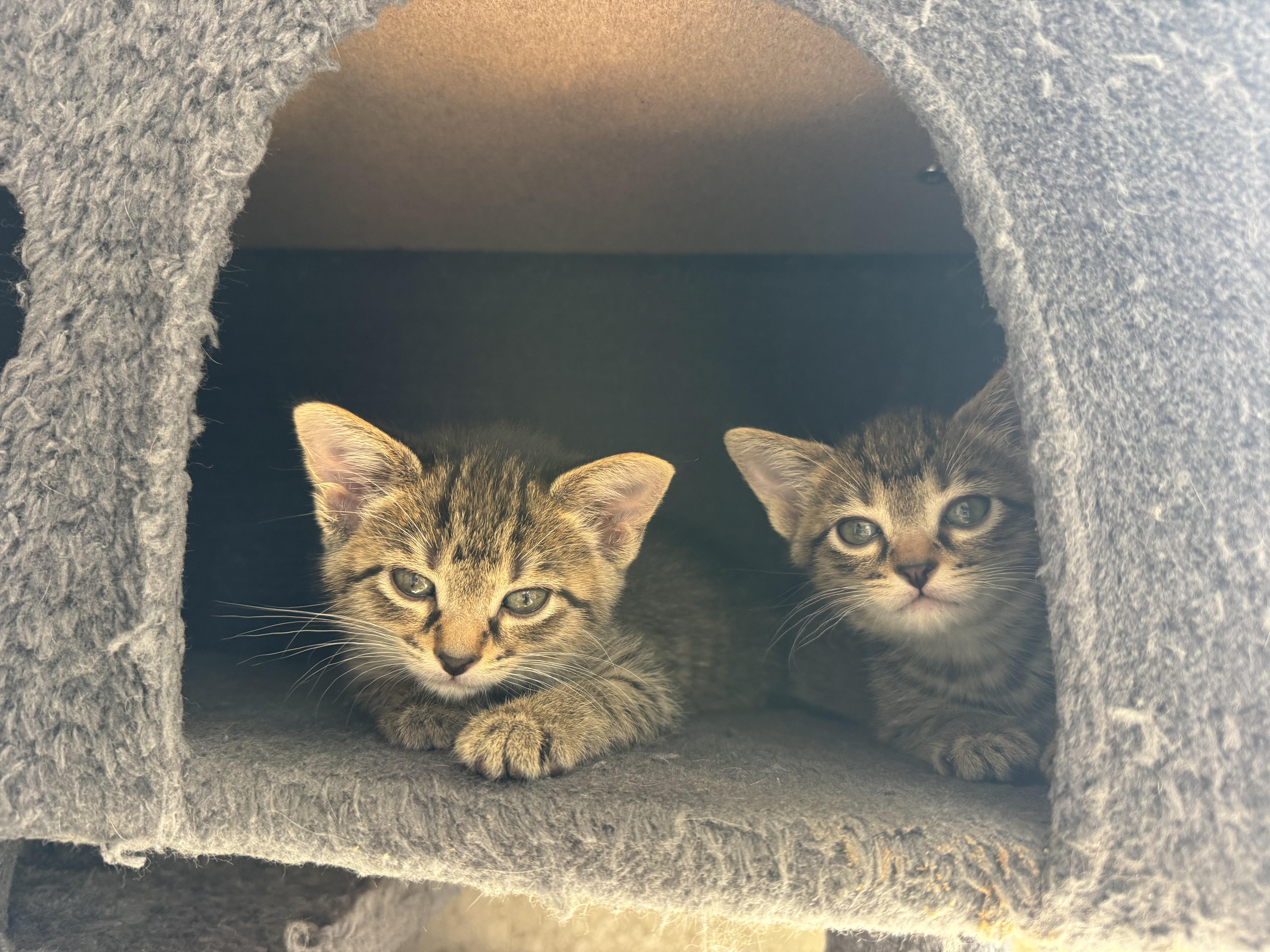 Mrs Potts, a ADOPTABLE Domestic Short Hair in Milwaukee, WI image 5/6