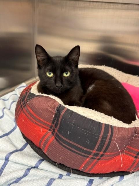 Enlarge CRISPY, a Adoptable Domestic Short Hair in Naples, FL image 1/1