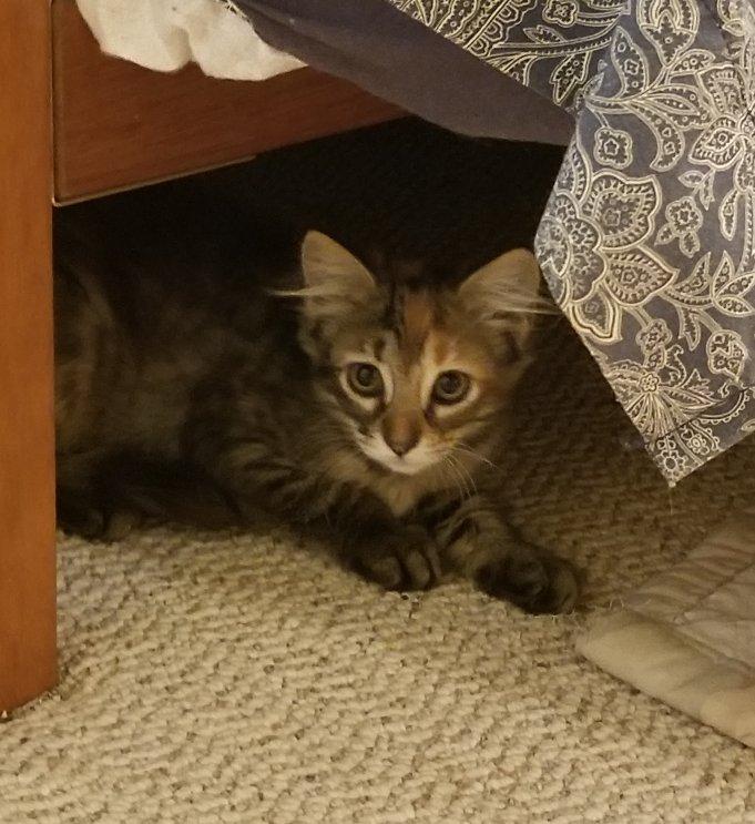 Jezzabelle, a Adoptable mixed breed in Greensboro, GA image 4/4