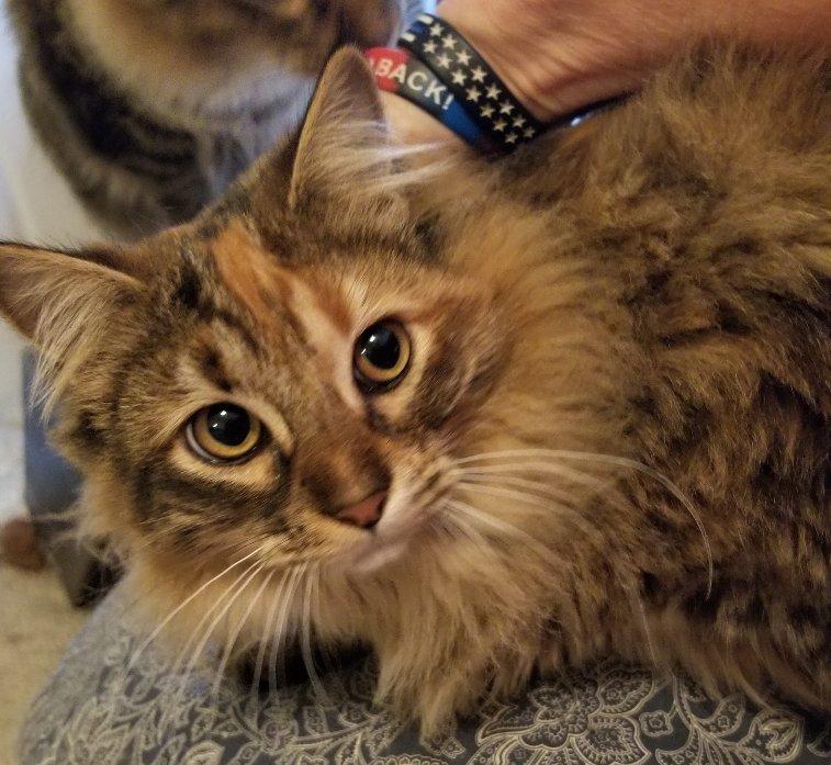 Enlarge Jezzabelle  *Adoption pending, a Adoptable mixed breed in Greensboro, GA image 1/4