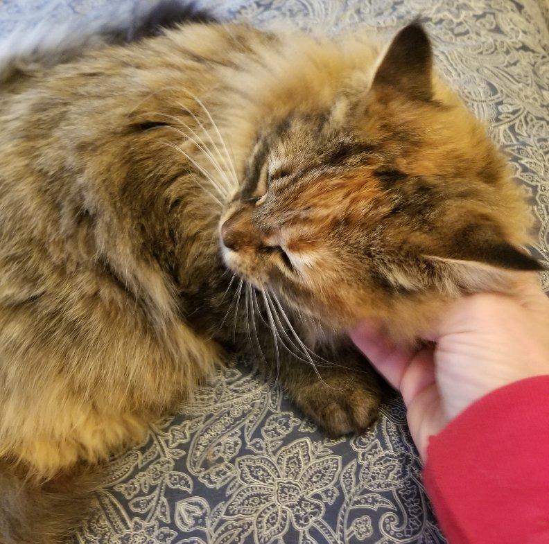 Enlarge Jezzabelle  *Adoption pending, a Adoptable mixed breed in Greensboro, GA image 2/4