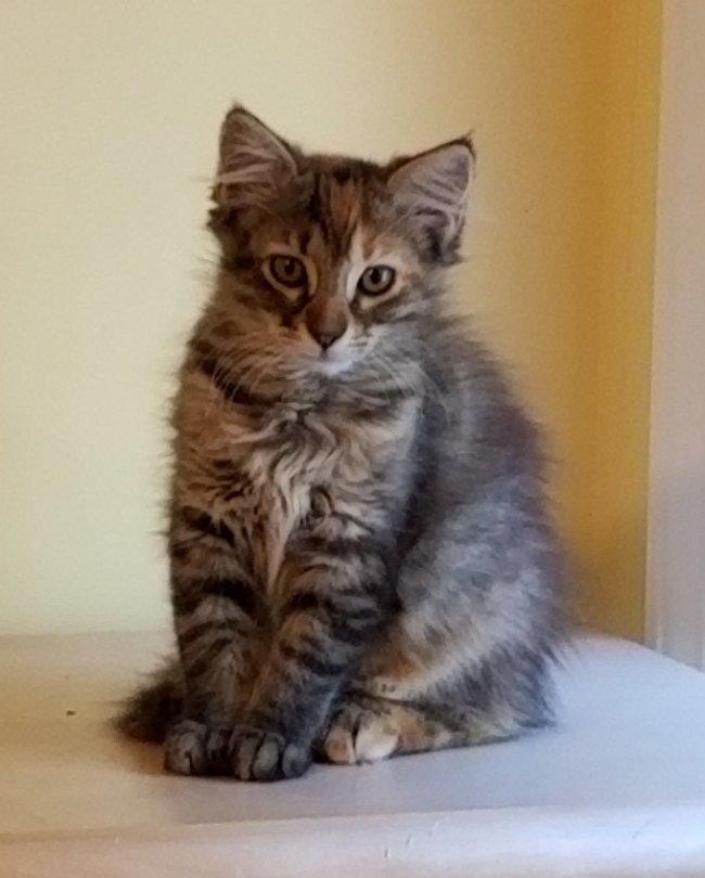 Jezzabelle, a Adoptable mixed breed in Greensboro, GA image 3/4