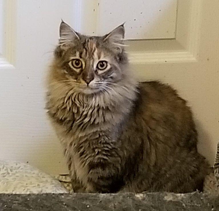 Jezzabelle, Adoptable, Young Female Domestic Long Hair & Maine Coon.