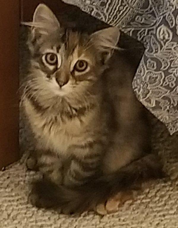 Jezzabelle, a Adoptable mixed breed in Greensboro, GA image 2/4