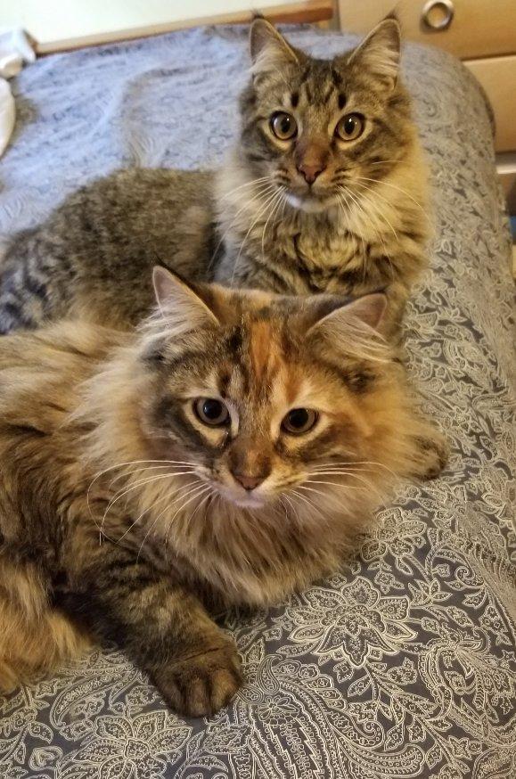 Enlarge Jezzabelle  *Adoption pending, a Adoptable mixed breed in Greensboro, GA image 4/4