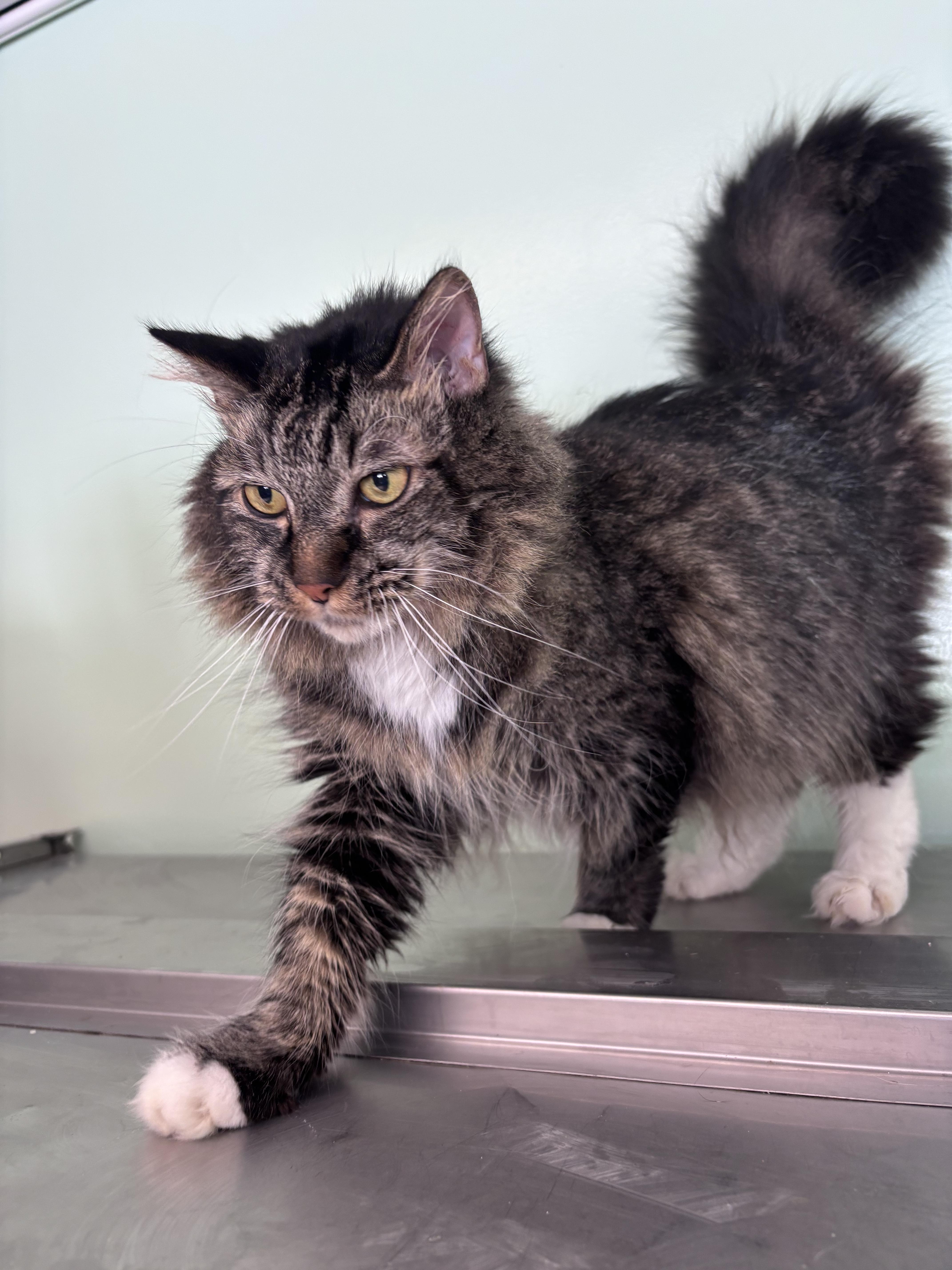 Enlarge Alvin, a Adoptable Domestic Medium Hair in Franklin, IN image 1/1
