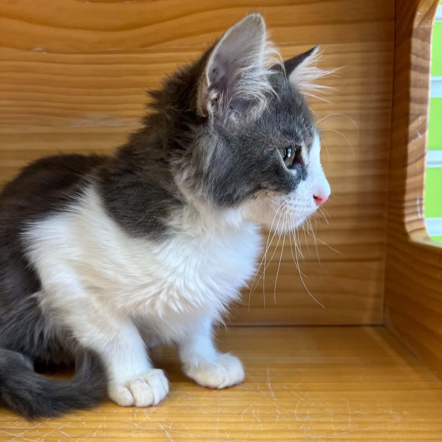 Romo, Adopted, Young Male Domestic Medium Hair.