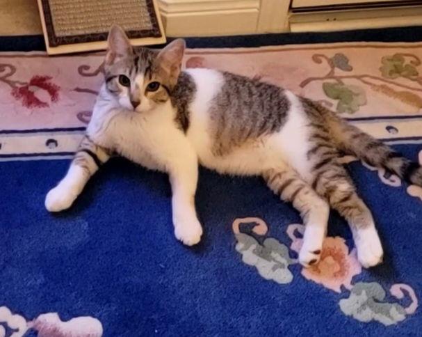 Sardie, Adoptable, Young Female Domestic Short Hair.