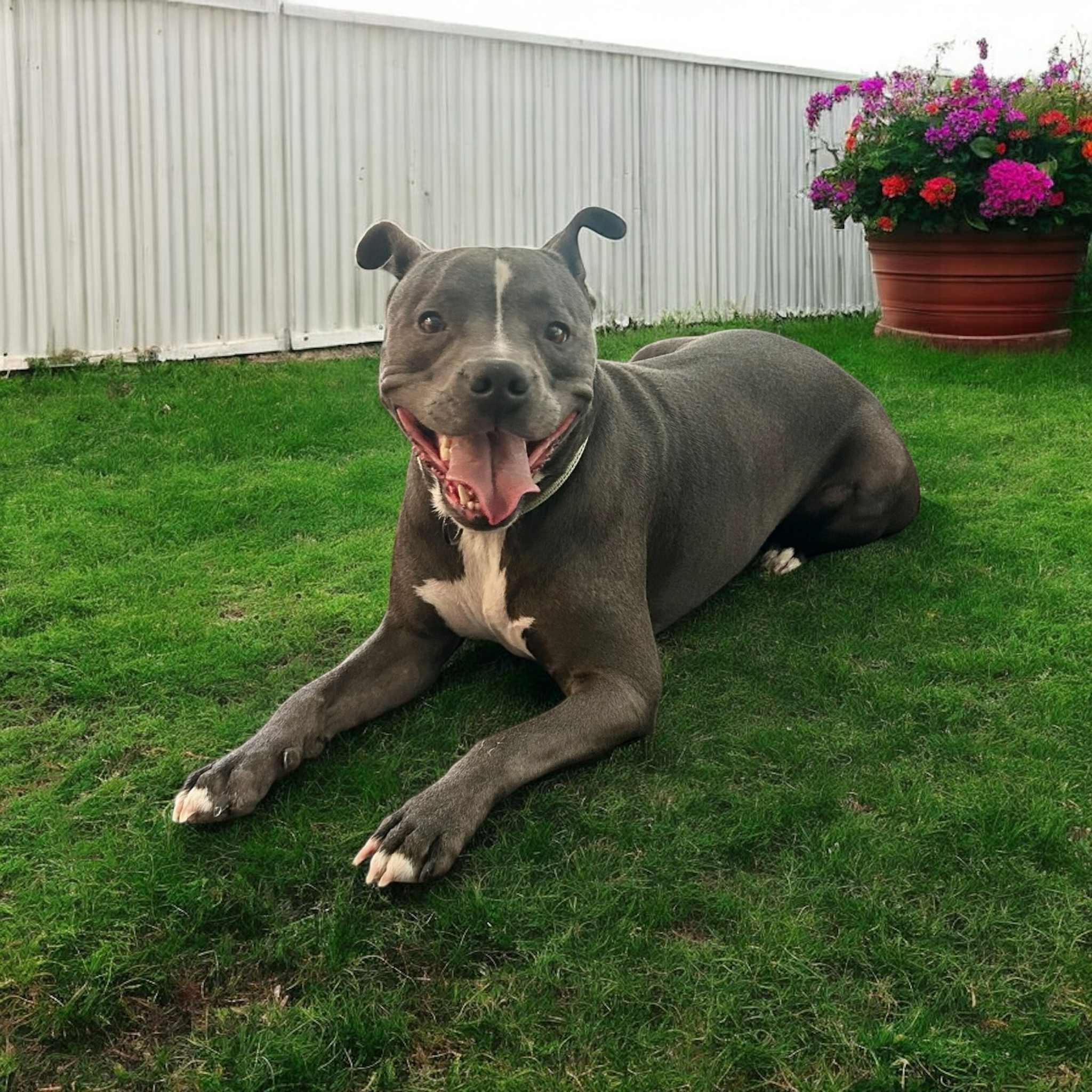 Graysen, Adult Male Pit Bull Terrier
