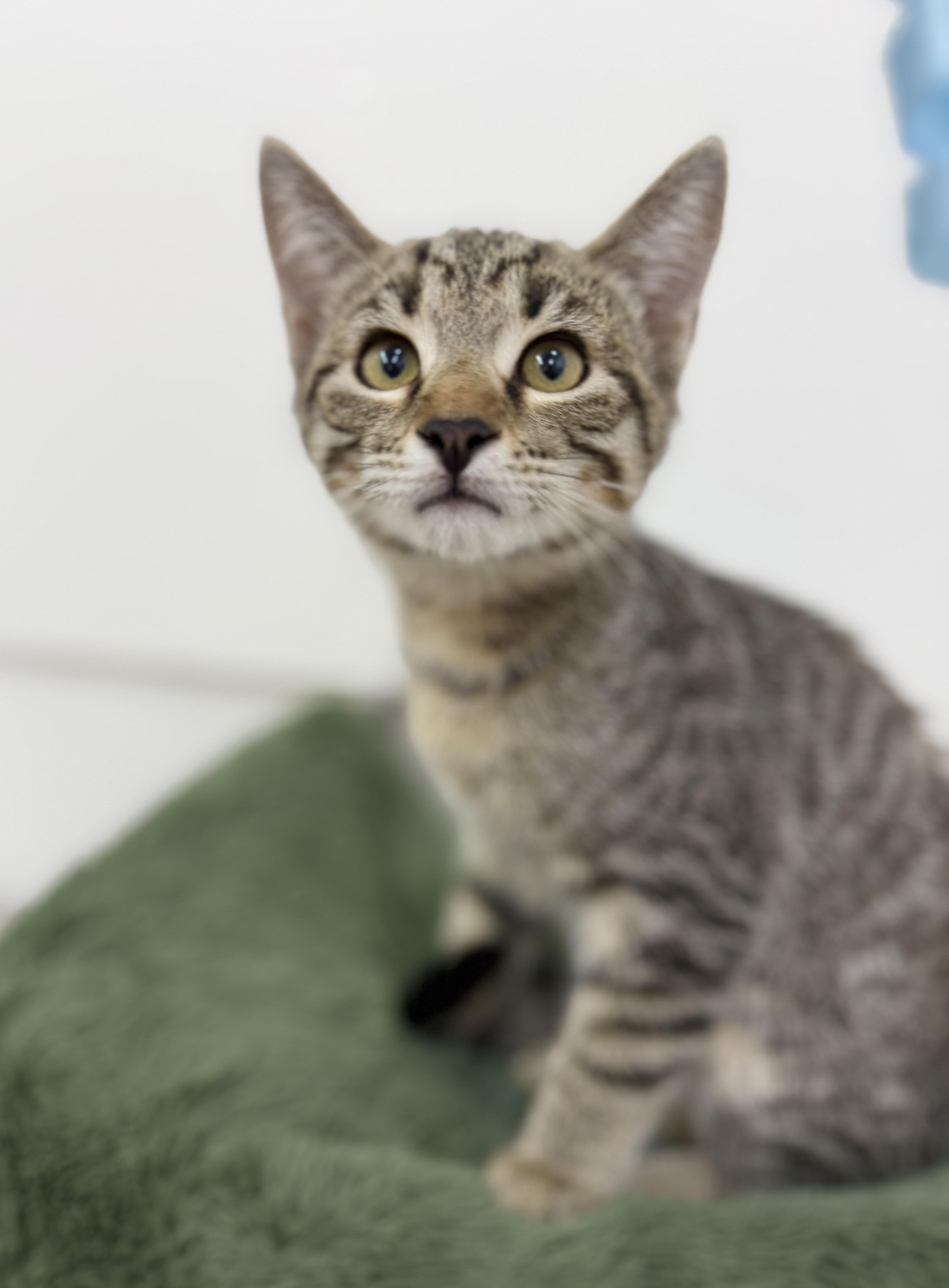 Enlarge Little man, a Adoptable Domestic Short Hair in Sonora, CA image 6/6