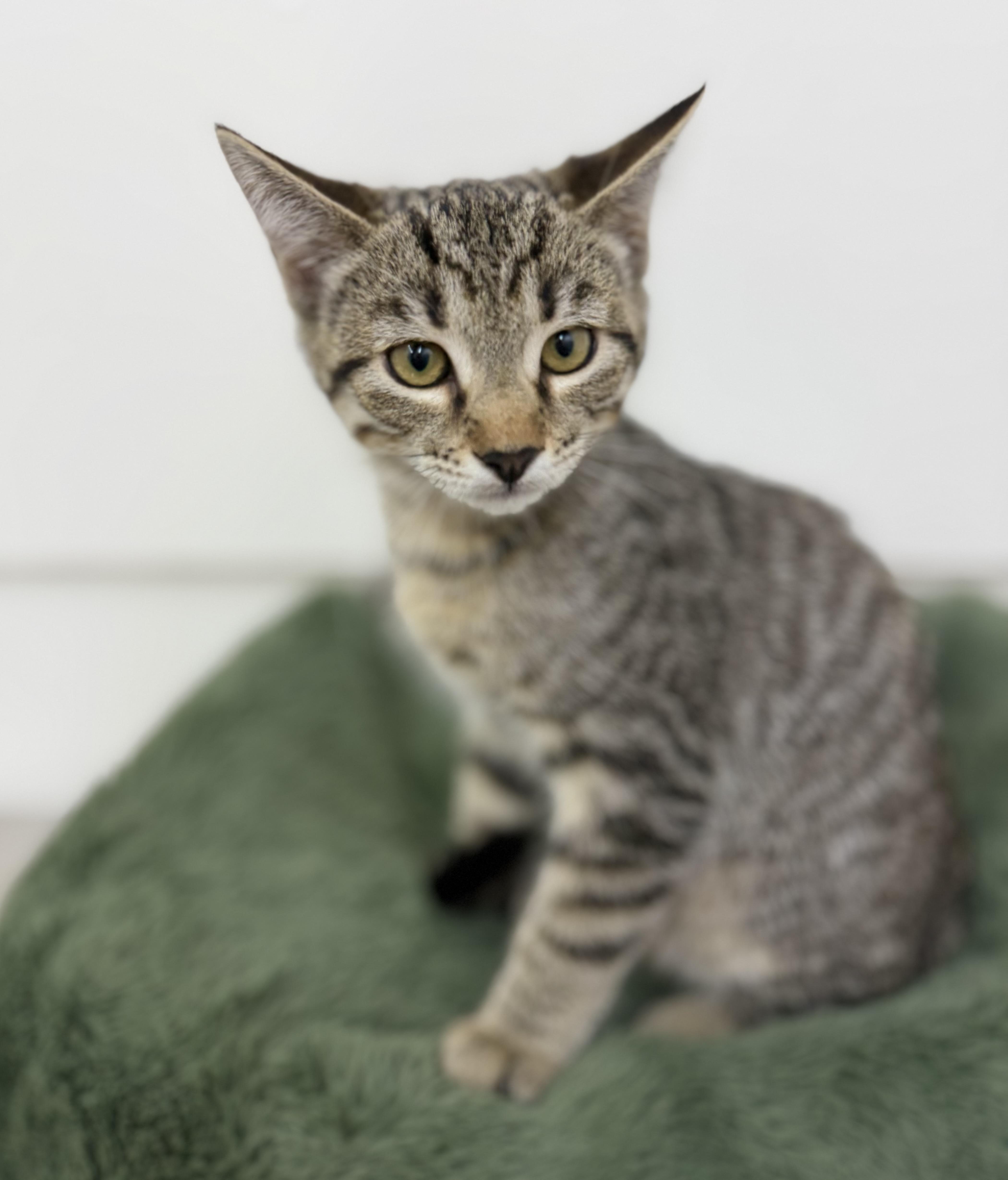 Enlarge Little man, a Adoptable Domestic Short Hair in Sonora, CA image 4/6
