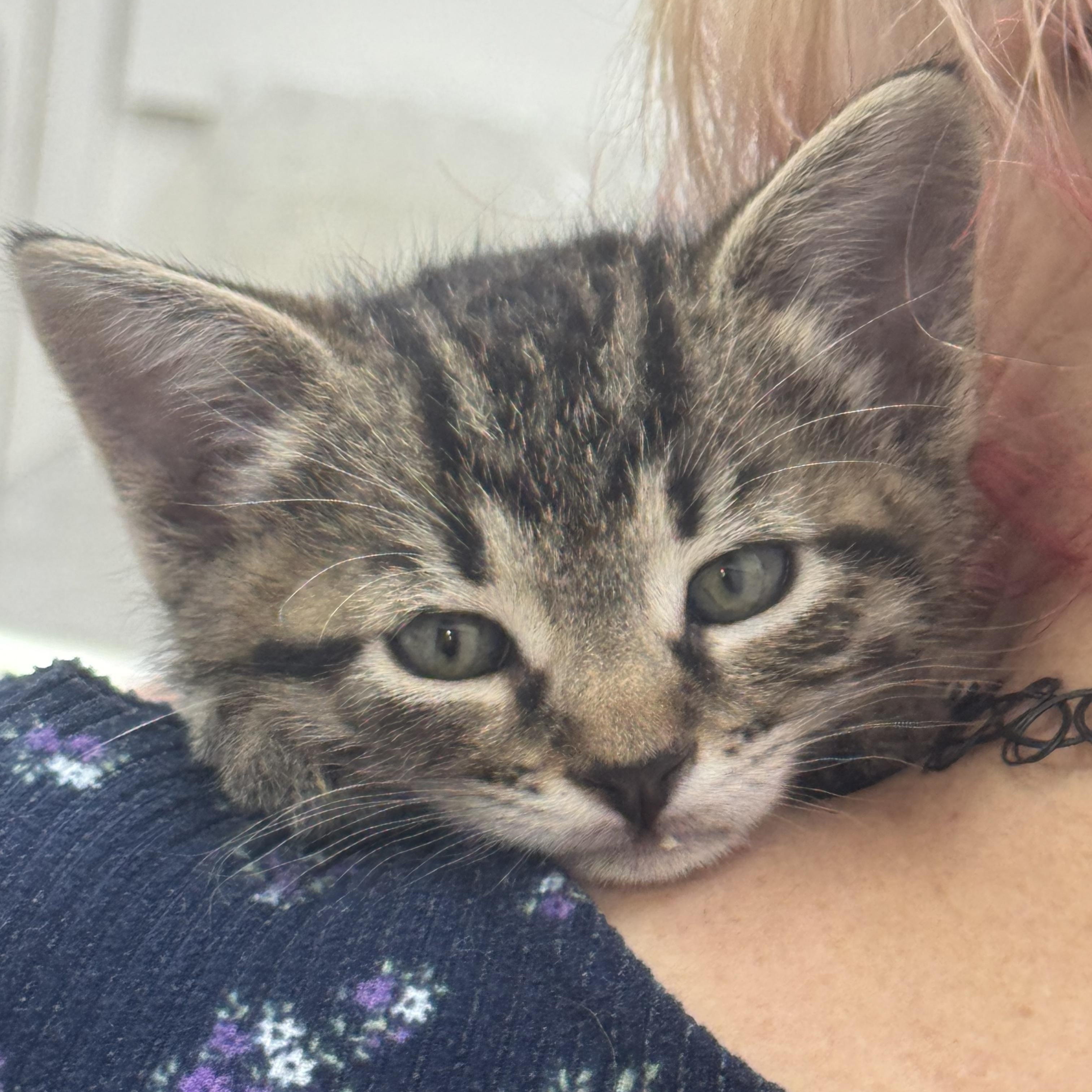 Enlarge Little man, a Adoptable Domestic Short Hair in Sonora, CA image 5/6