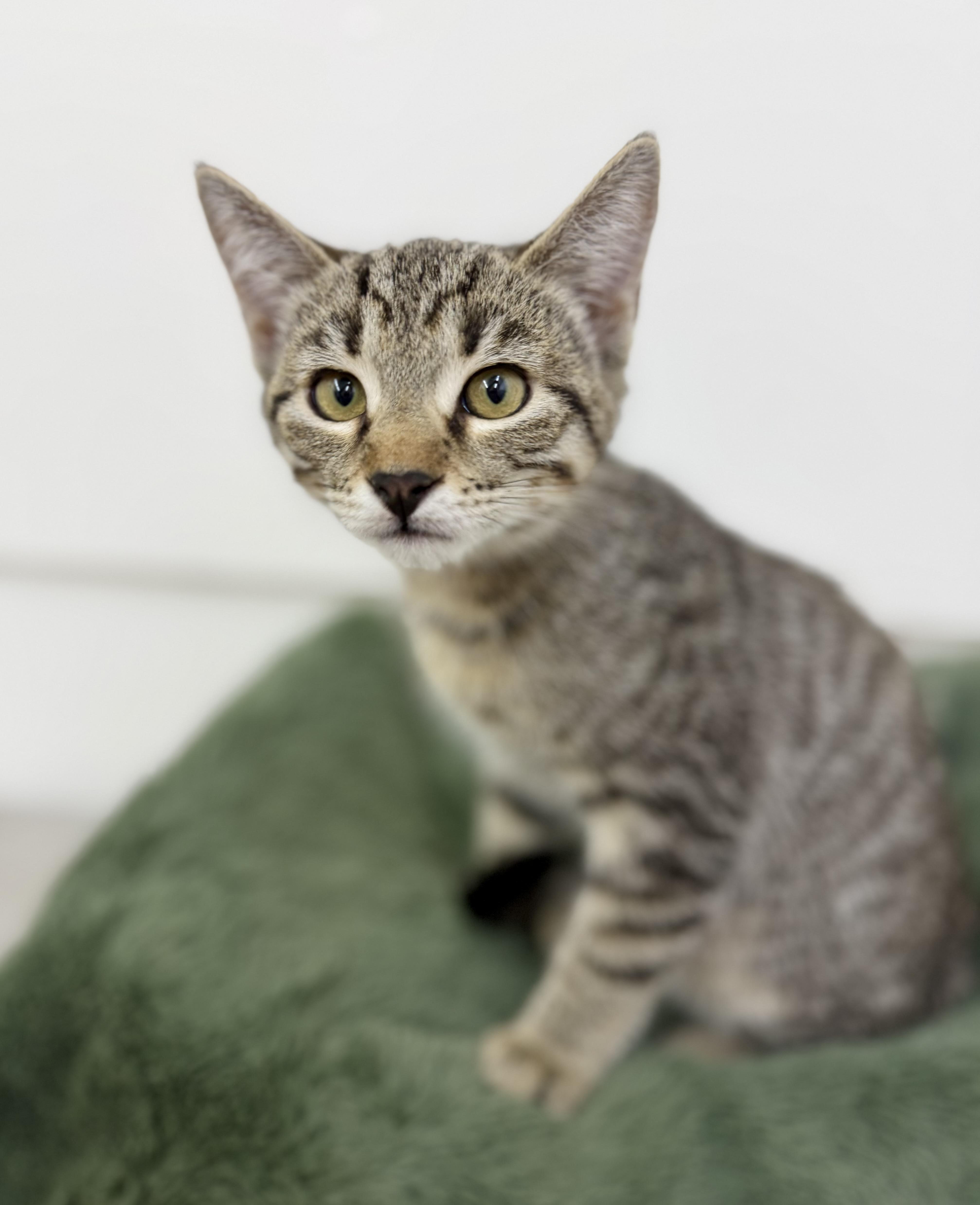 Little man, Adoptable, Kitten Male Domestic Short Hair.