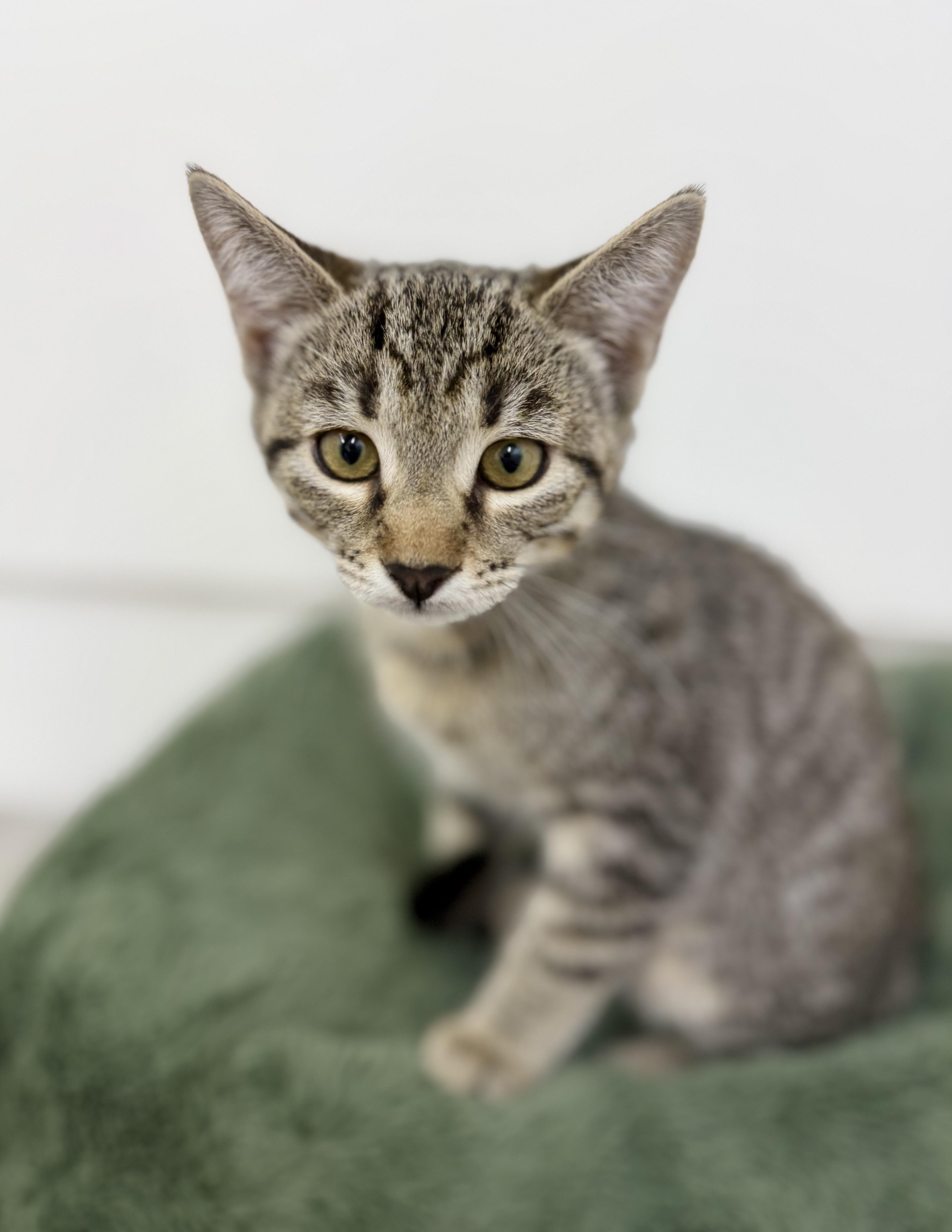 Enlarge Little man, a Adoptable Domestic Short Hair in Sonora, CA image 3/6