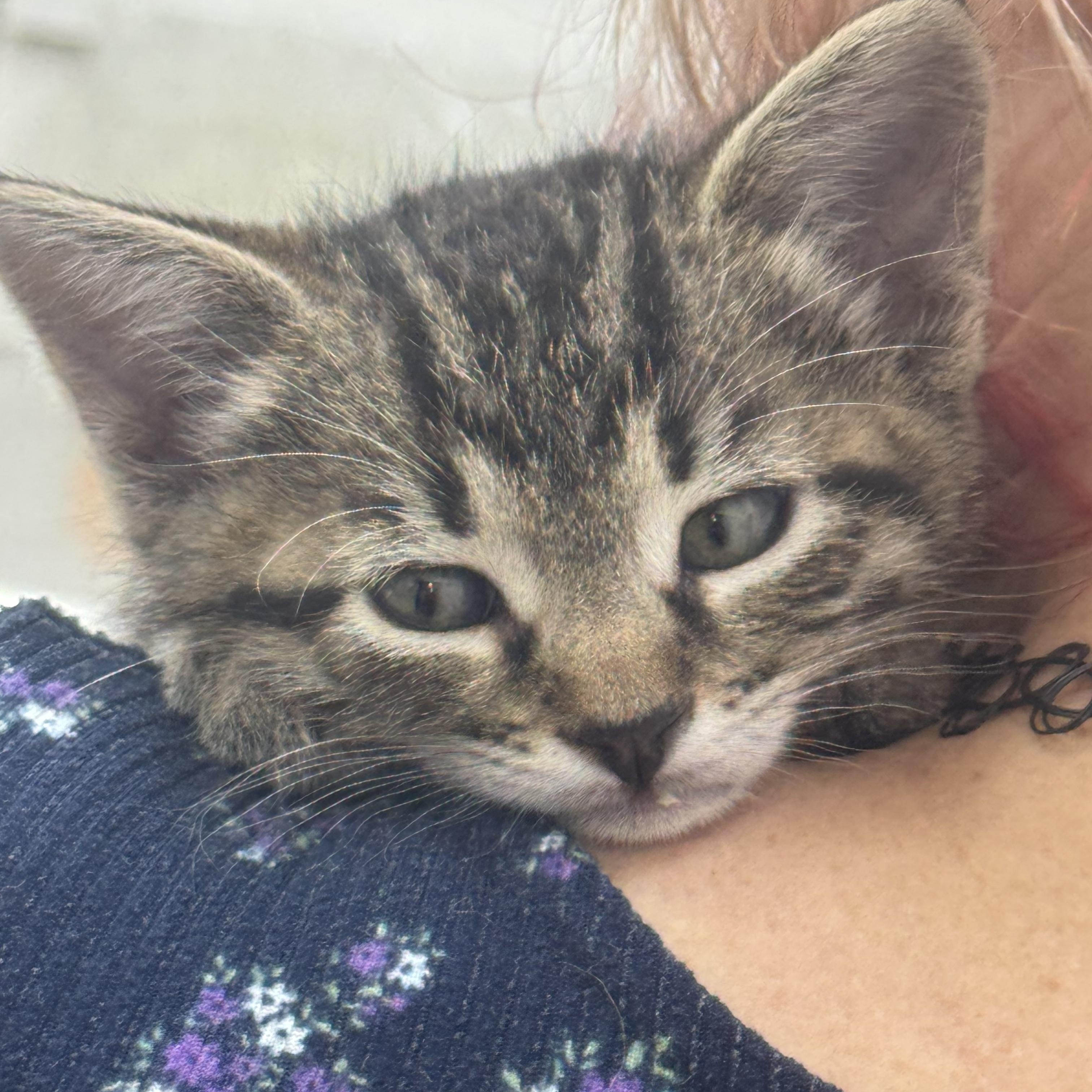 Enlarge Little man, a Adoptable Domestic Short Hair in Sonora, CA image 2/6