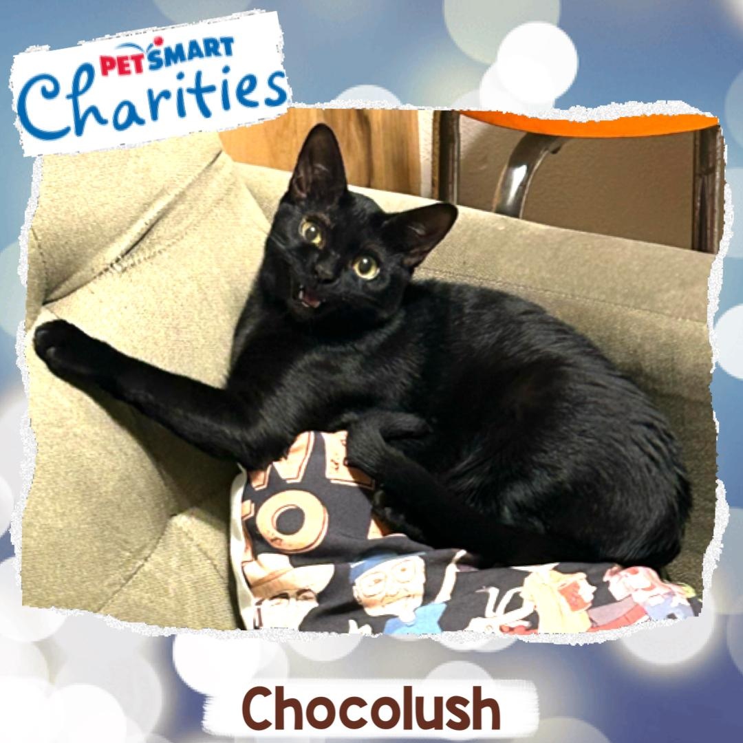 Chocolush, Adoptable, Young Female Domestic Short Hair.