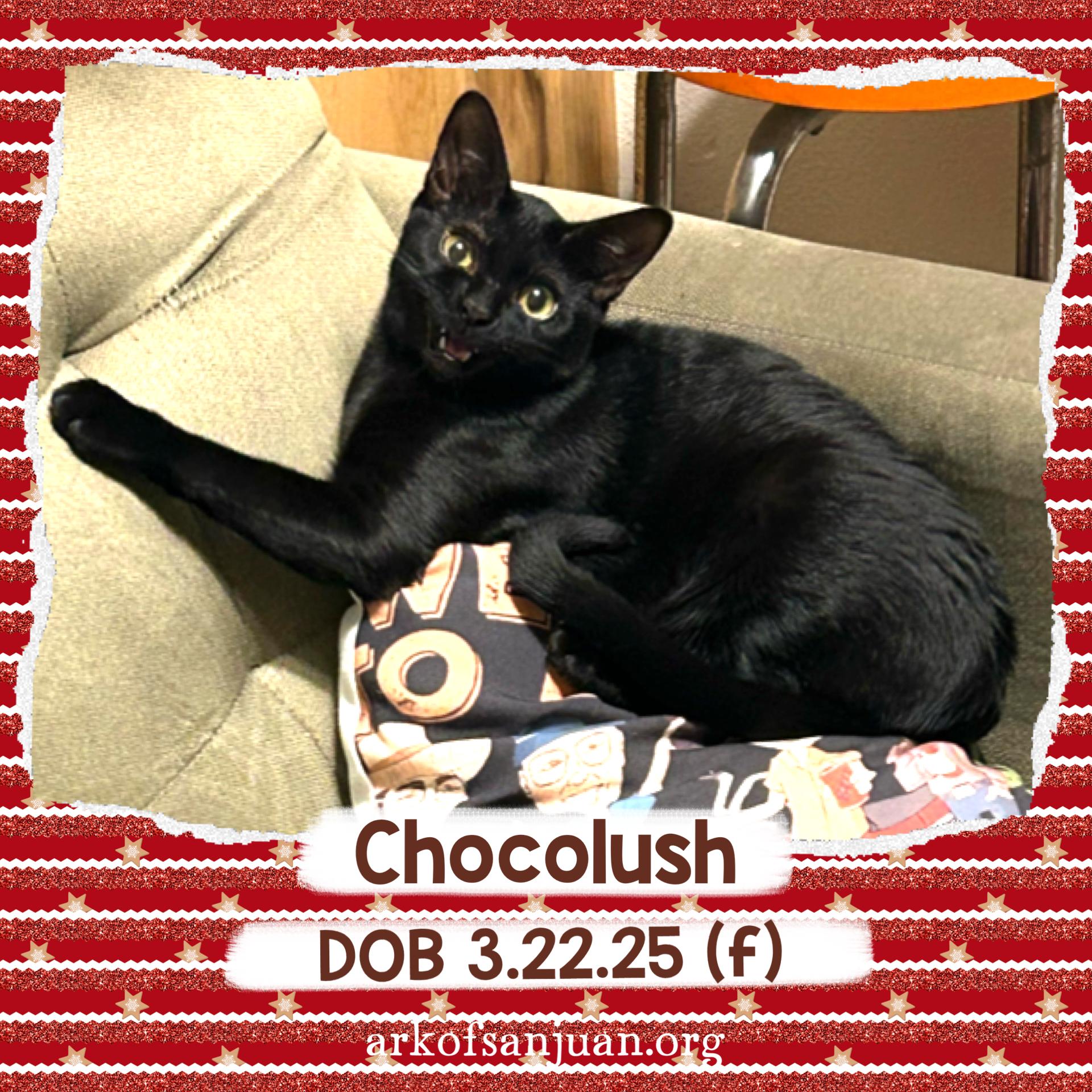 Enlarge Chocolush, a Adoptable Domestic Short Hair in San Juan Capistrano, CA image 1/1