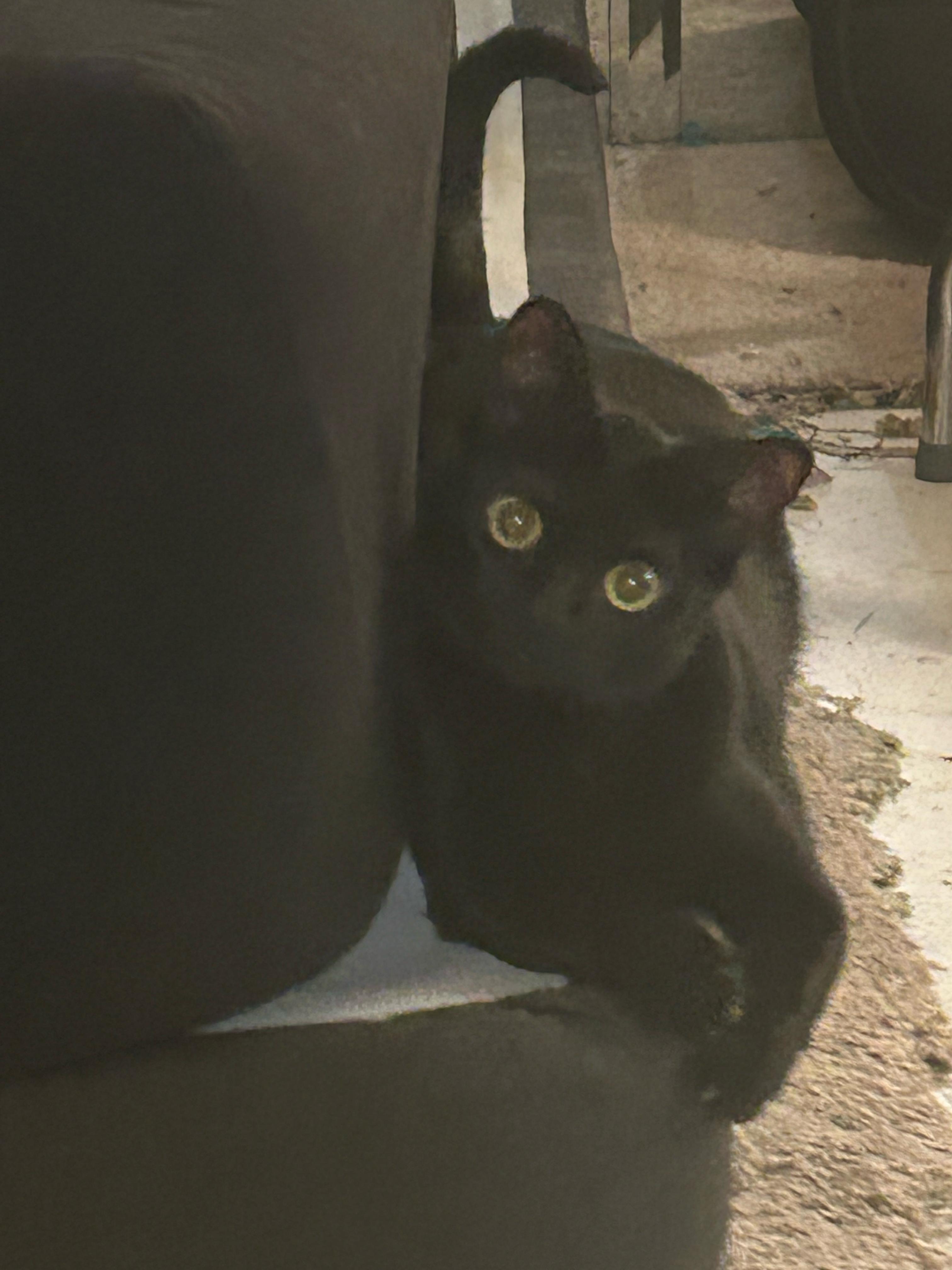 Enlarge Chocolush, a Adoptable Domestic Short Hair in San Juan Capistrano, CA image 2/2