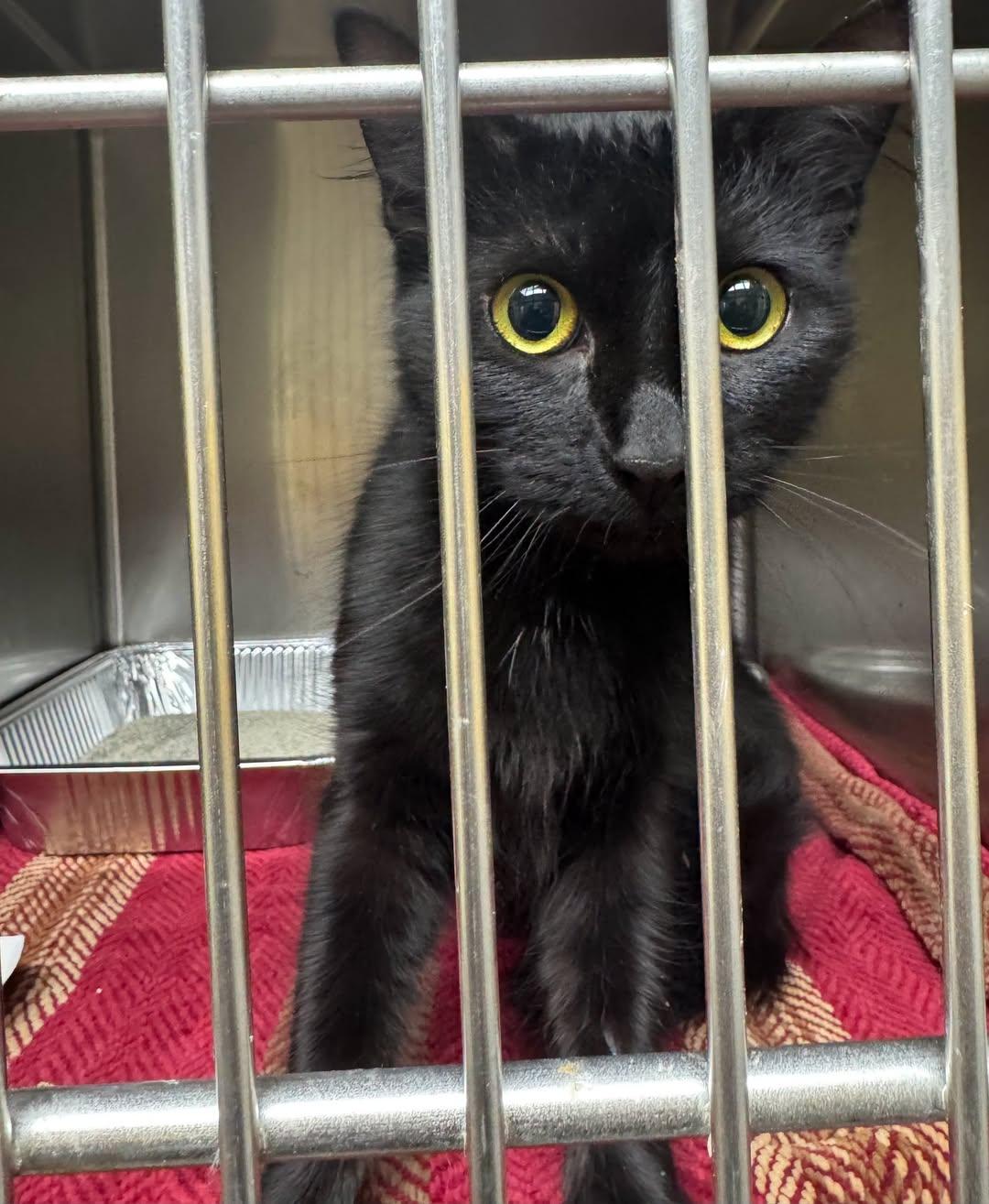 Jill, Adopted, Young Female Domestic Short Hair.
