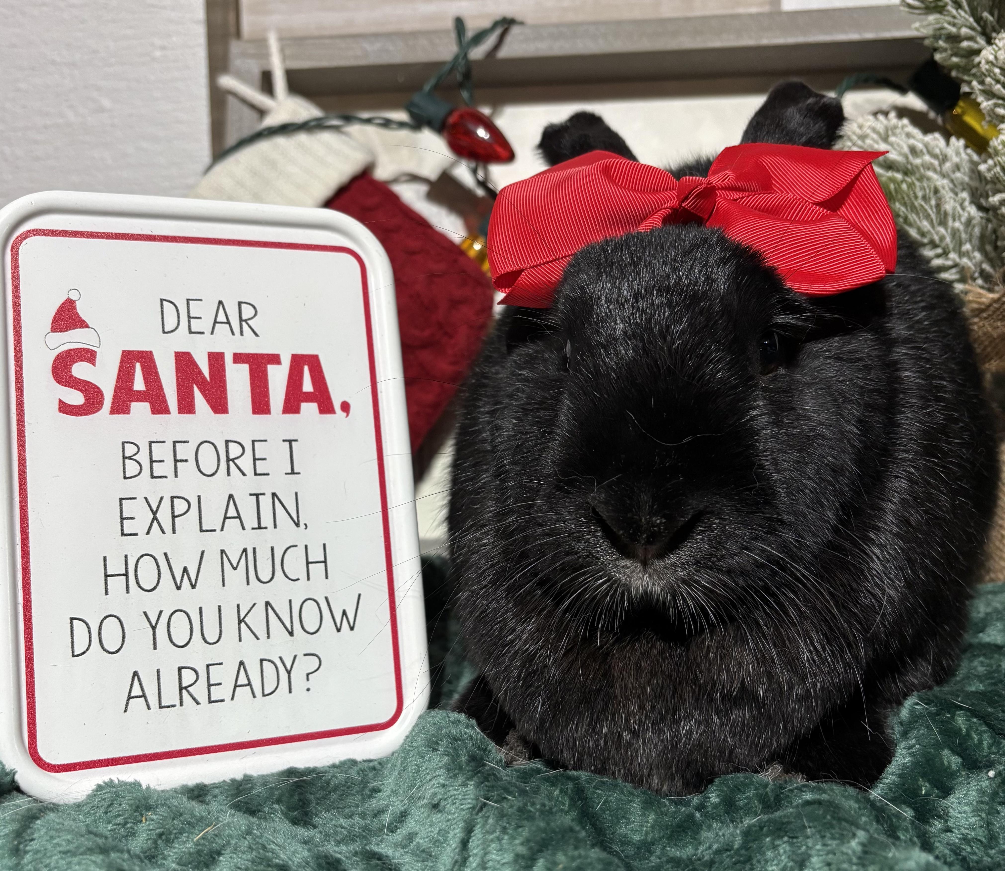 Julia: featured pet!!, Adoptable, Adult Female New Zealand.