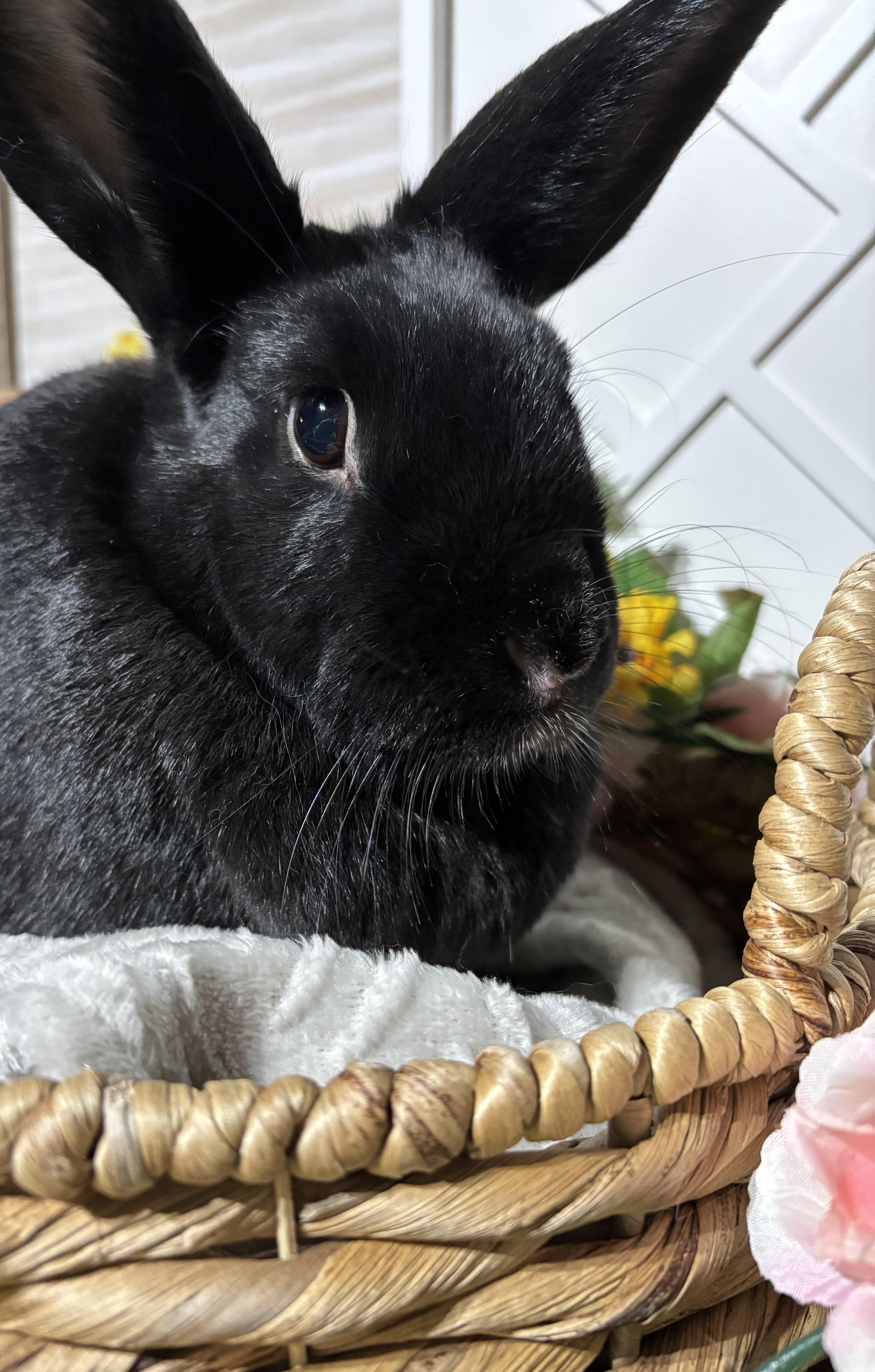 Julia: featured pet!!, a Adoptable New Zealand in Edinburg, PA image 1/6