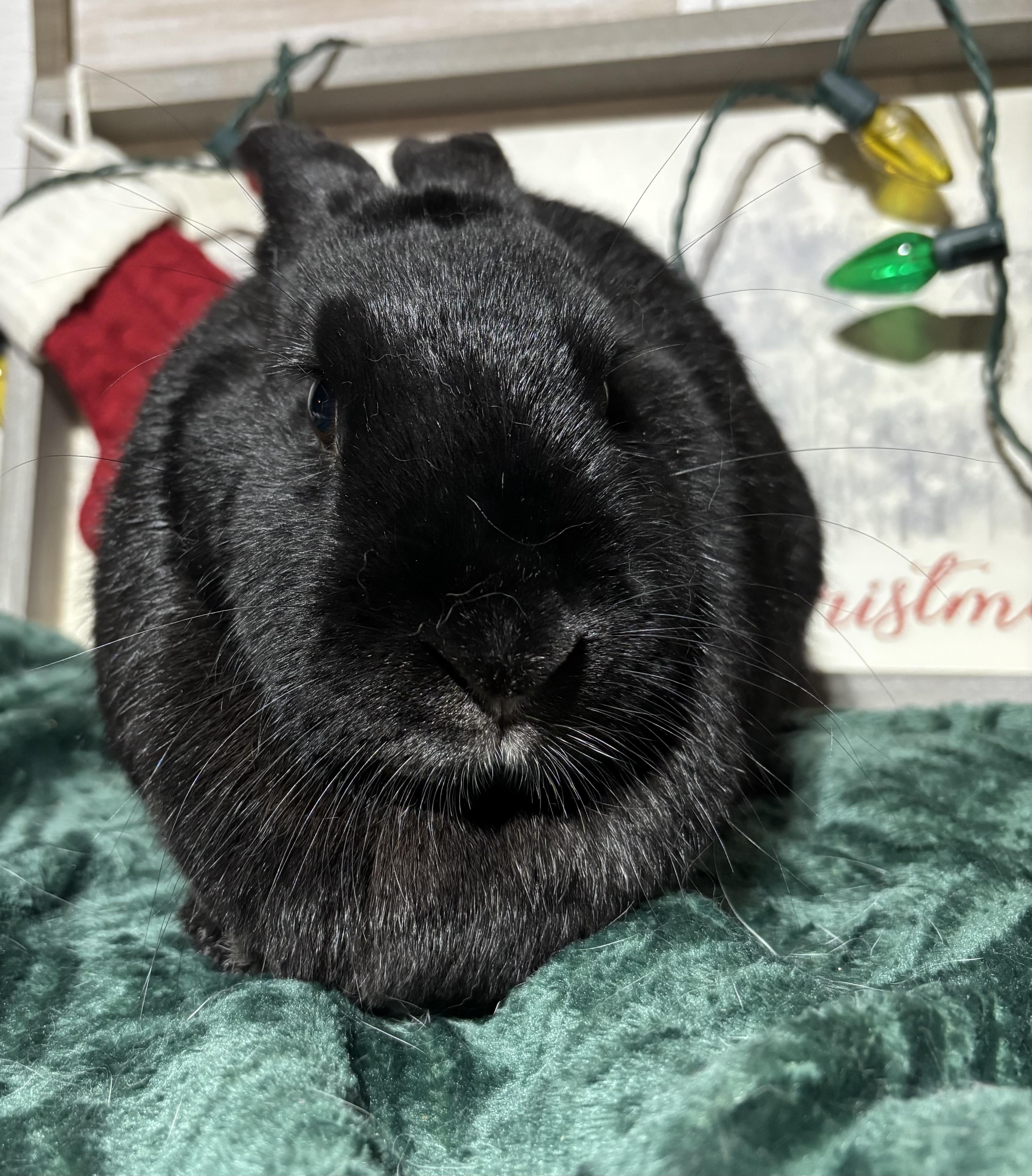 Julia: featured pet!!, a Adoptable New Zealand in Edinburg, PA image 2/6